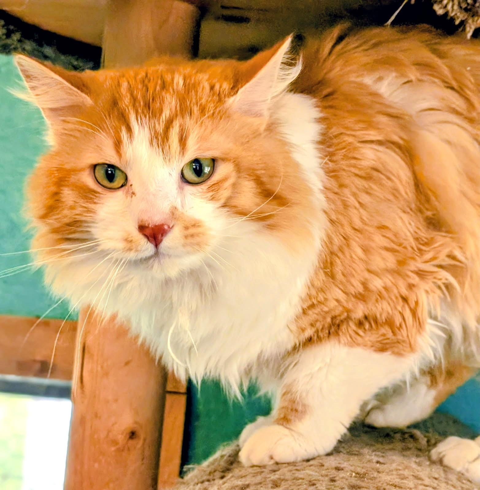 Enlarge Winston: So Lovable!, a ADOPTABLE Norwegian Forest Cat in Newport, WA image 5/5