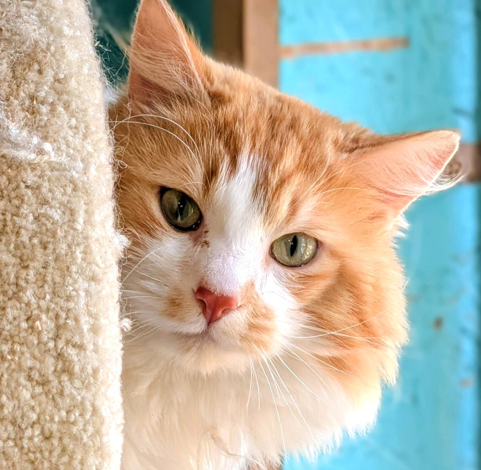 Enlarge Winston: So Lovable!, a ADOPTABLE Norwegian Forest Cat in Newport, WA image 4/5