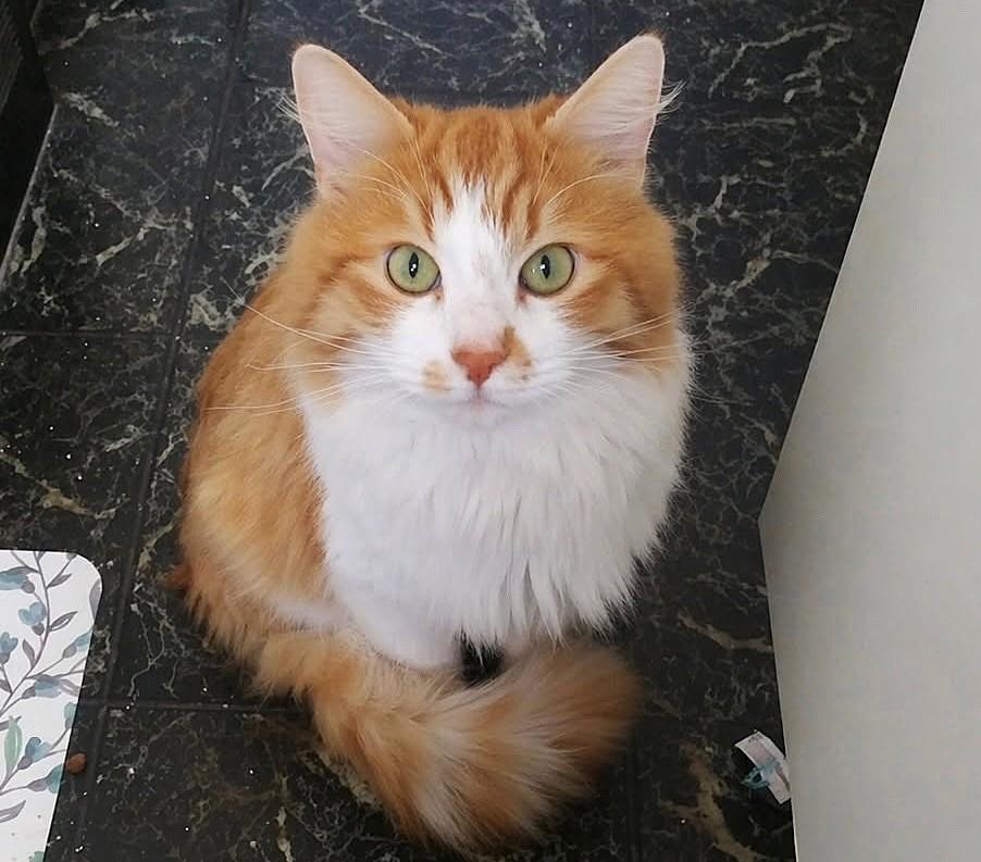 Enlarge Winston: So Lovable!, a ADOPTABLE Norwegian Forest Cat in Newport, WA image 3/5