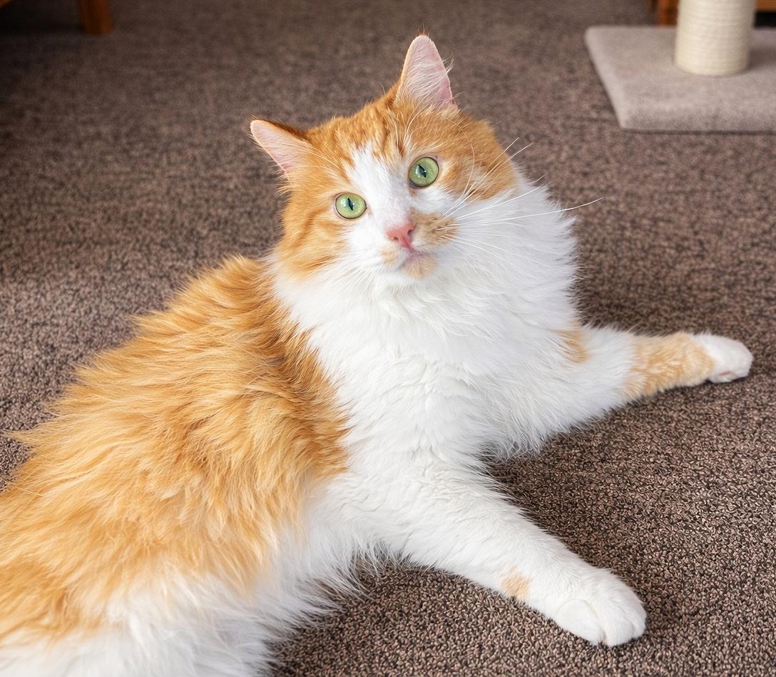 Winston: So Lovable!, ADOPTABLE, Adult Male Norwegian Forest Cat.