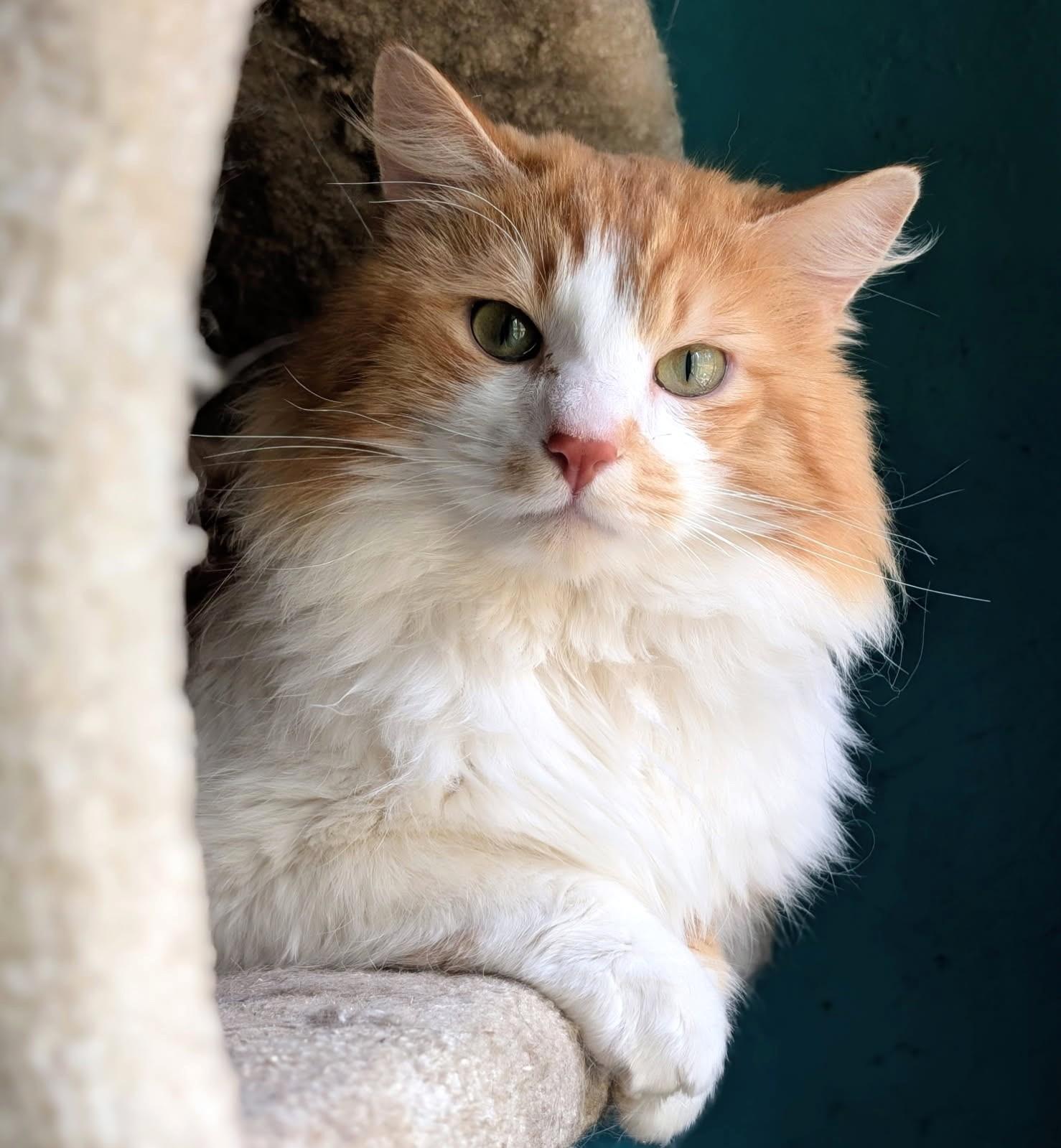 Enlarge Winston: So Lovable!, a ADOPTABLE Norwegian Forest Cat in Newport, WA image 2/5
