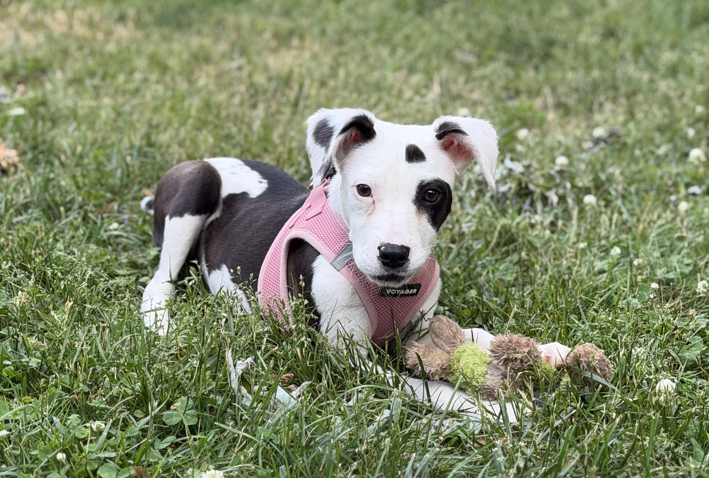 Enlarge Wren, a ADOPTABLE mixed breed in Oceanport, NJ image 4/4