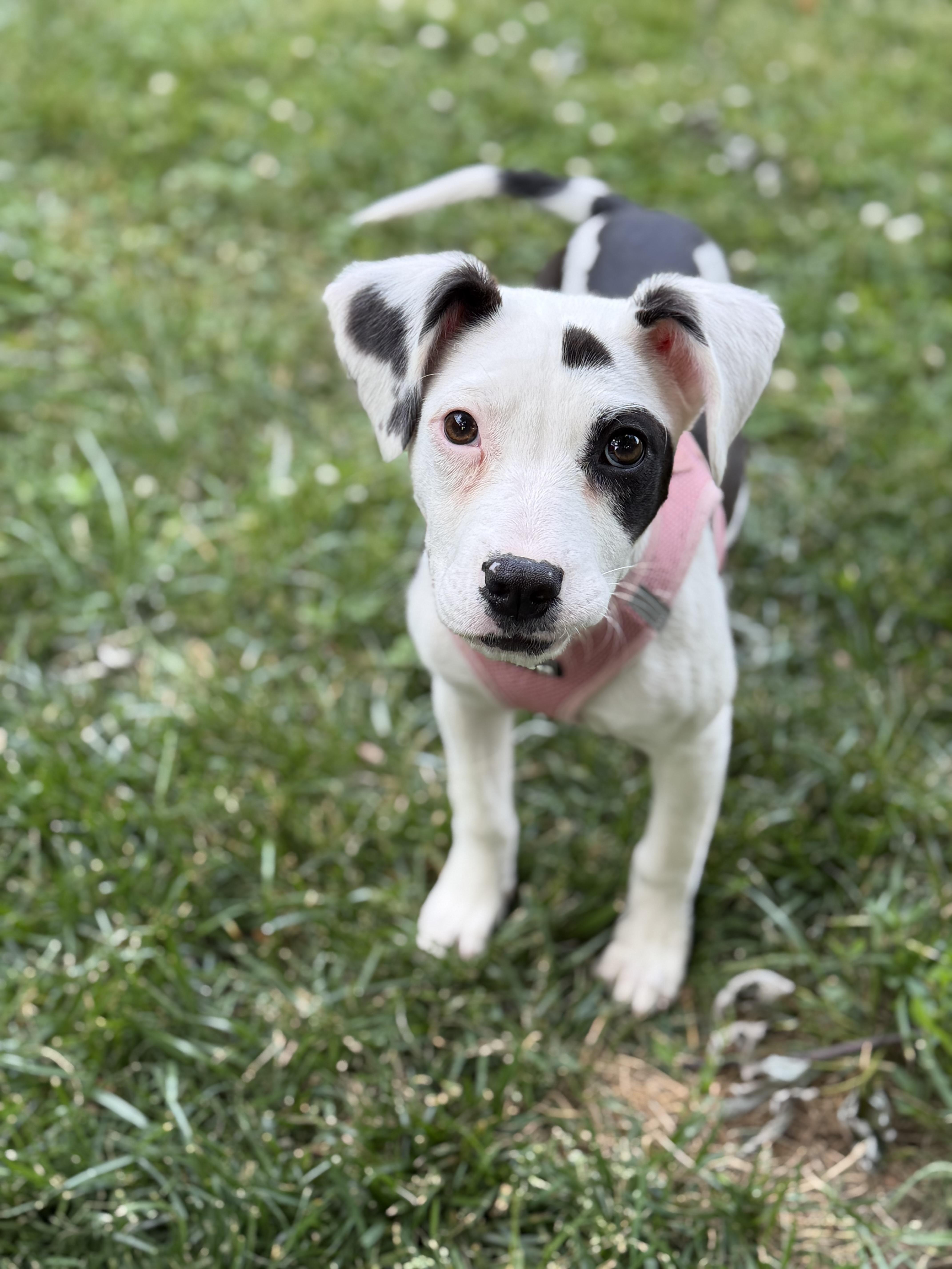 Wren, ADOPTABLE, Puppy Female Beagle & Chihuahua.