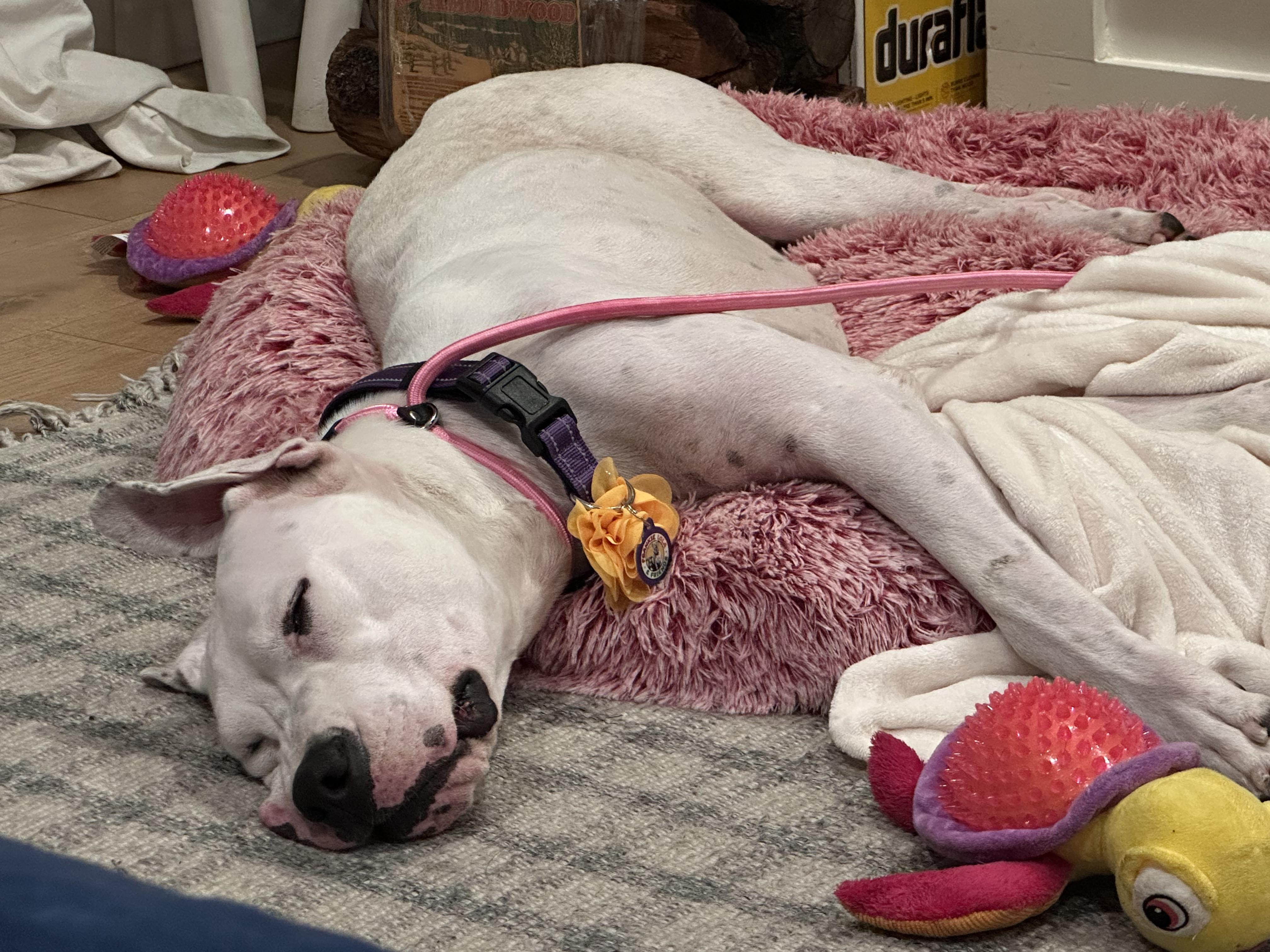 Dolly, a Adoptable Dogo Argentino in Sun Valley, CA image 3/6
