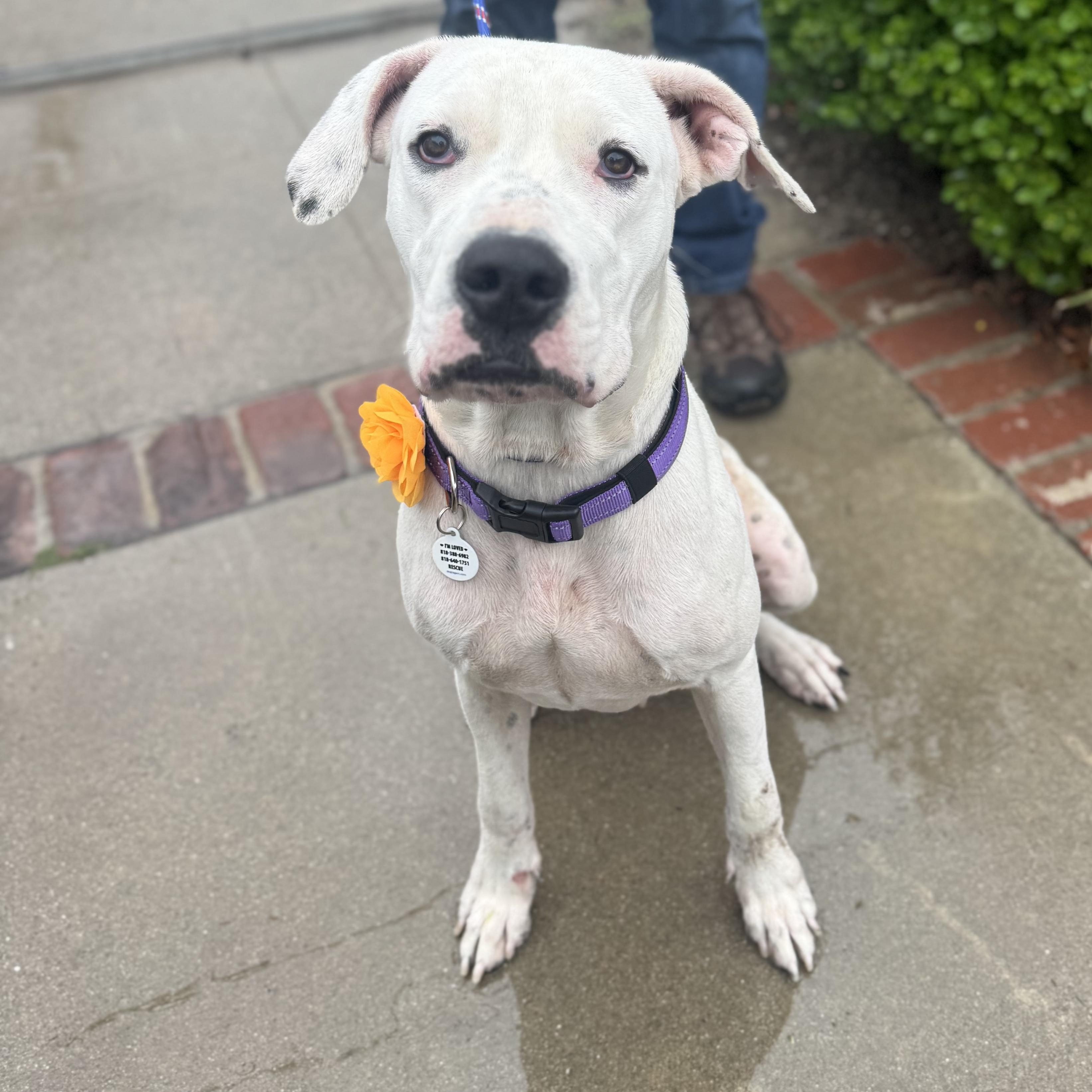 Dolly, a Adoptable Dogo Argentino in Sun Valley, CA image 1/6