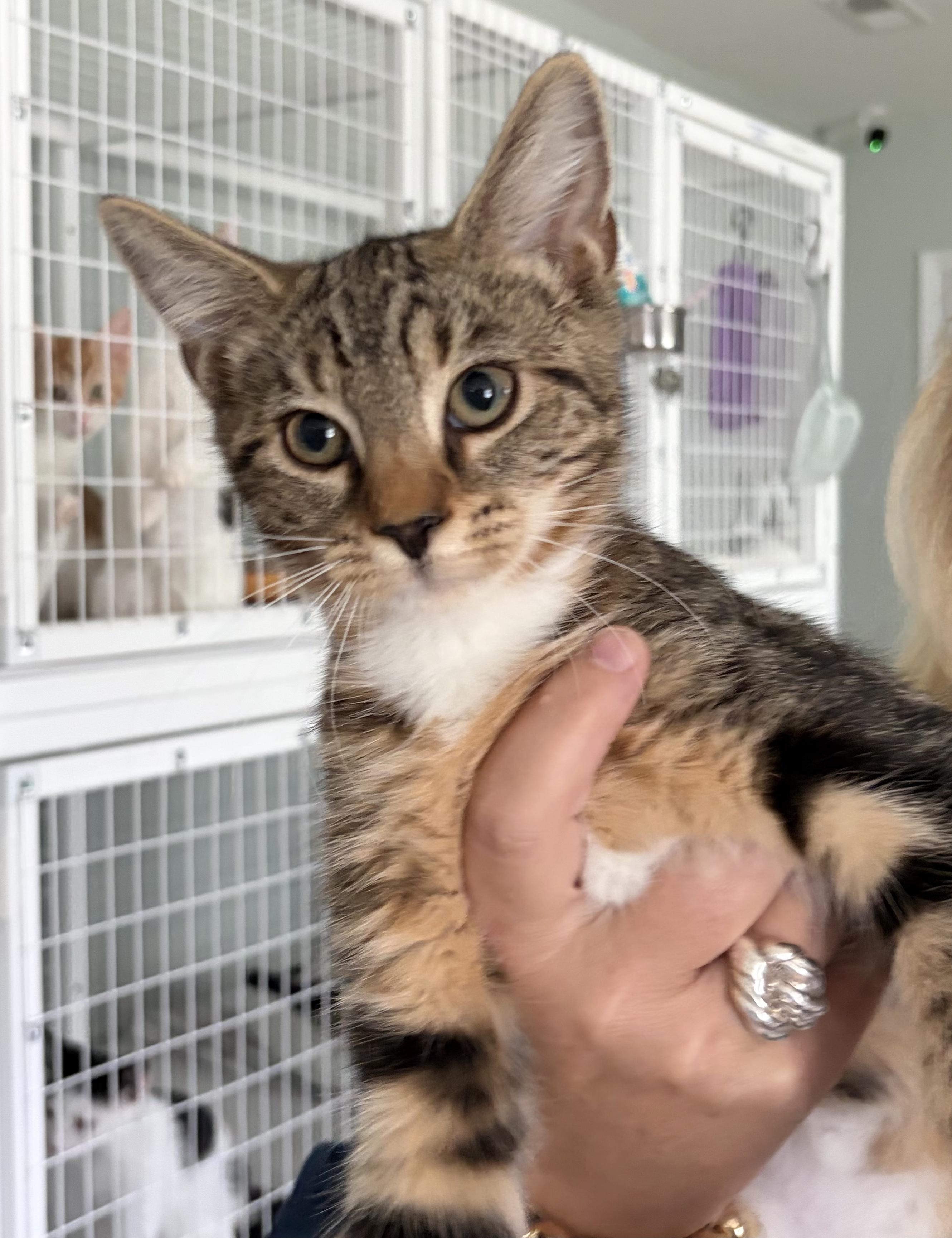 Enlarge Boots, a ADOPTABLE Tabby in Suffolk, VA image 1/1