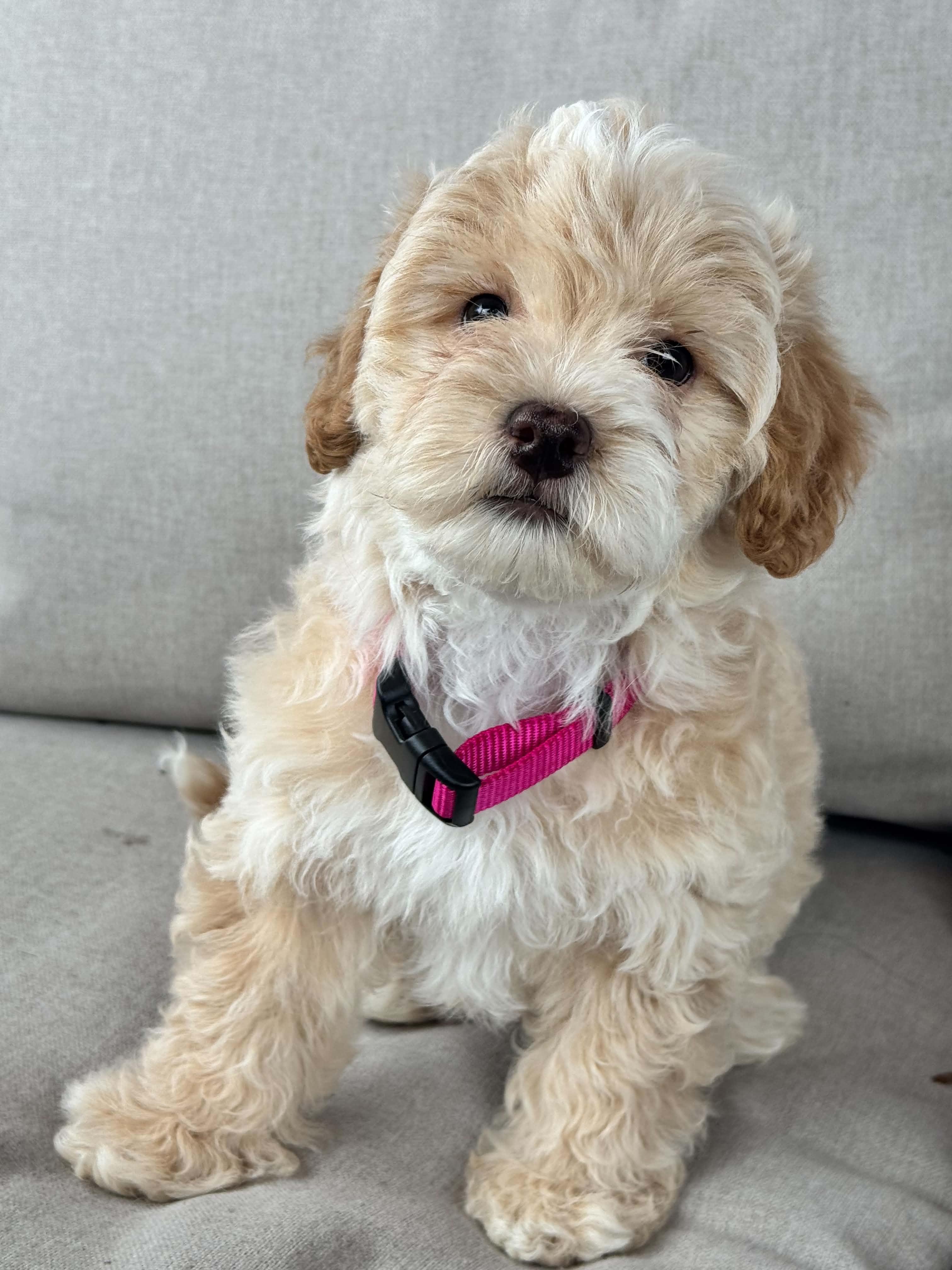 Lady, Adopted, Puppy Female Miniature Poodle.