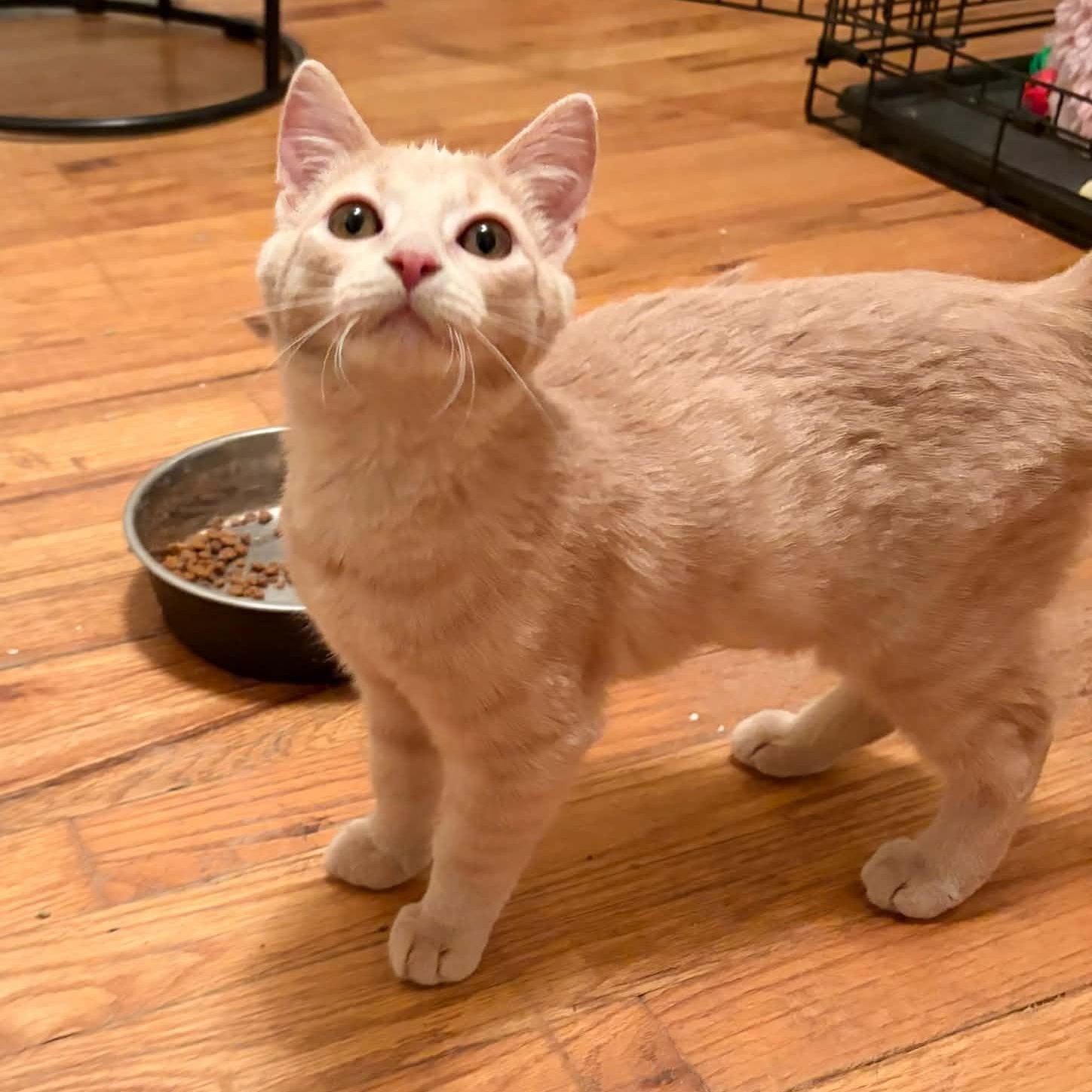 Enlarge Zayn, a Adoptable Domestic Short Hair in Royal Oak, MI image 6/6