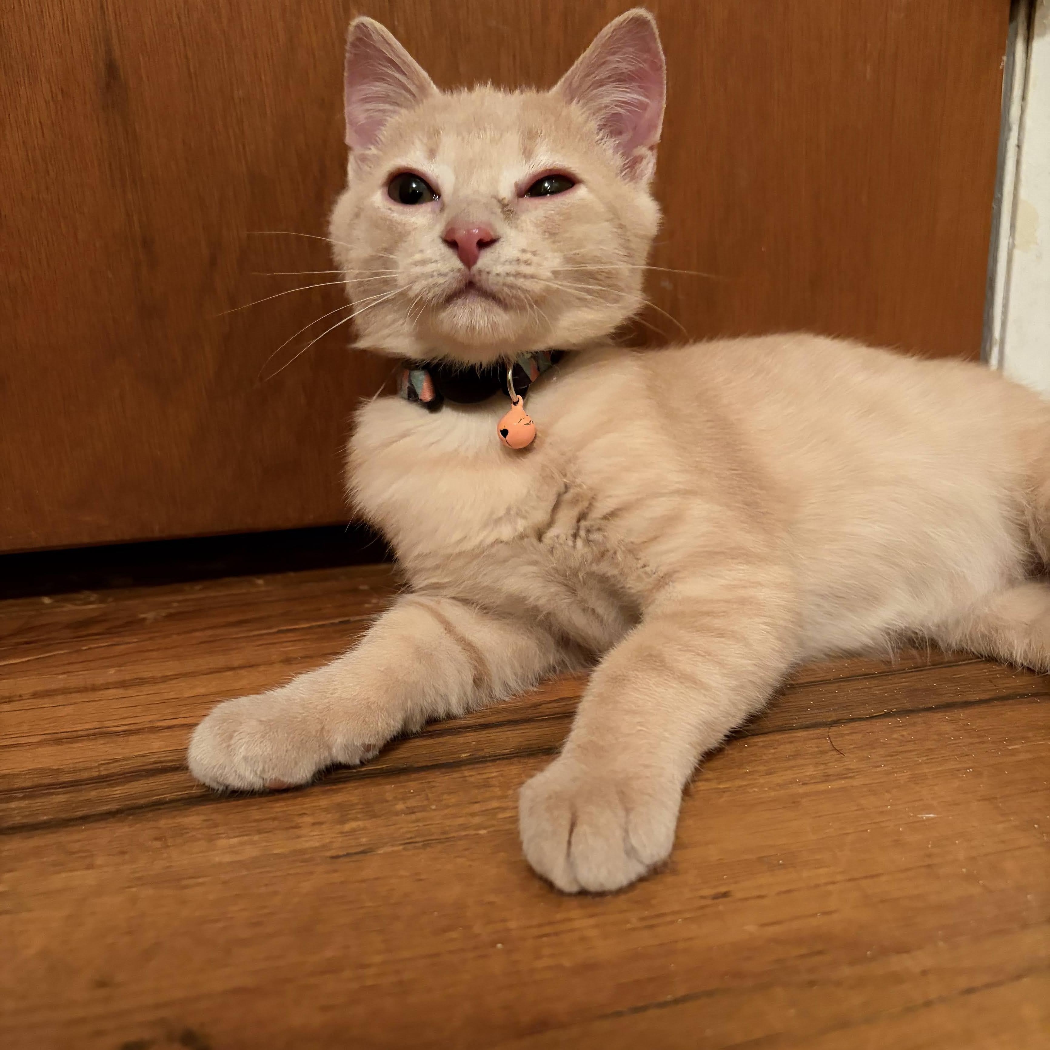 Enlarge Zayn, a Adoptable Domestic Short Hair in Royal Oak, MI image 4/6