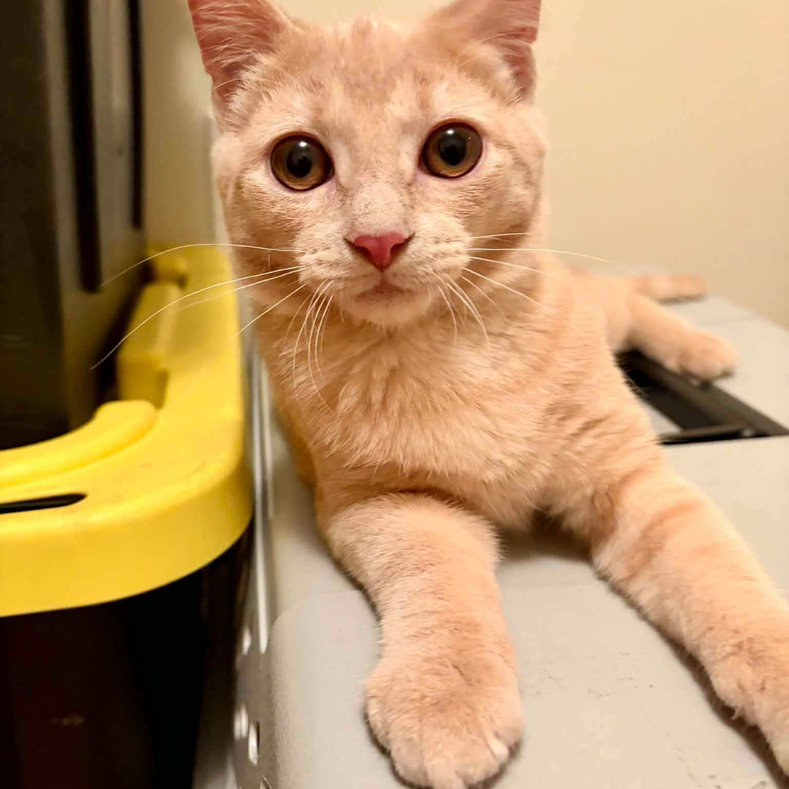 Zayn, Adoptable, Kitten Male Domestic Short Hair.
