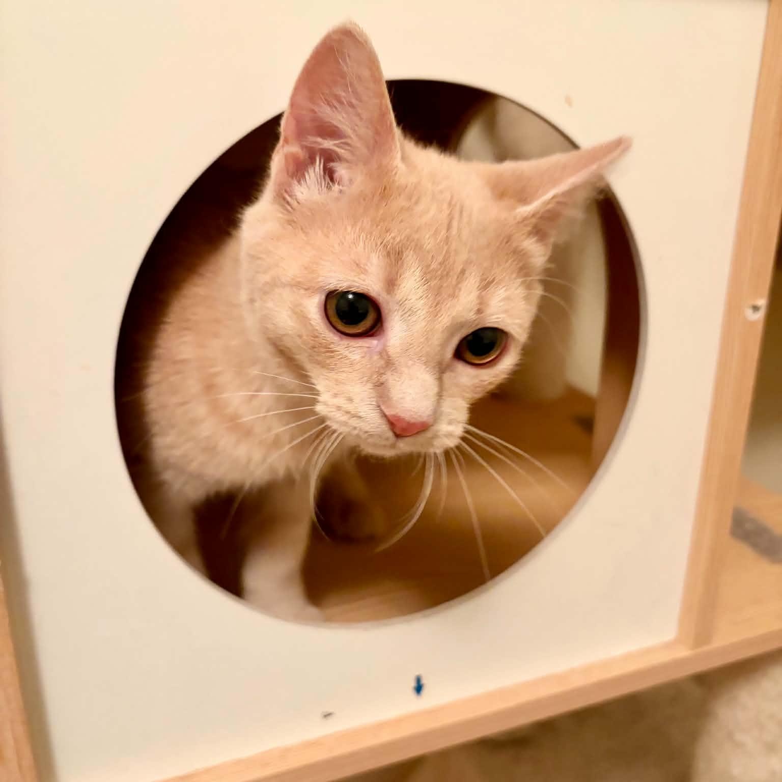 Enlarge Zayn, a Adoptable Domestic Short Hair in Royal Oak, MI image 2/6