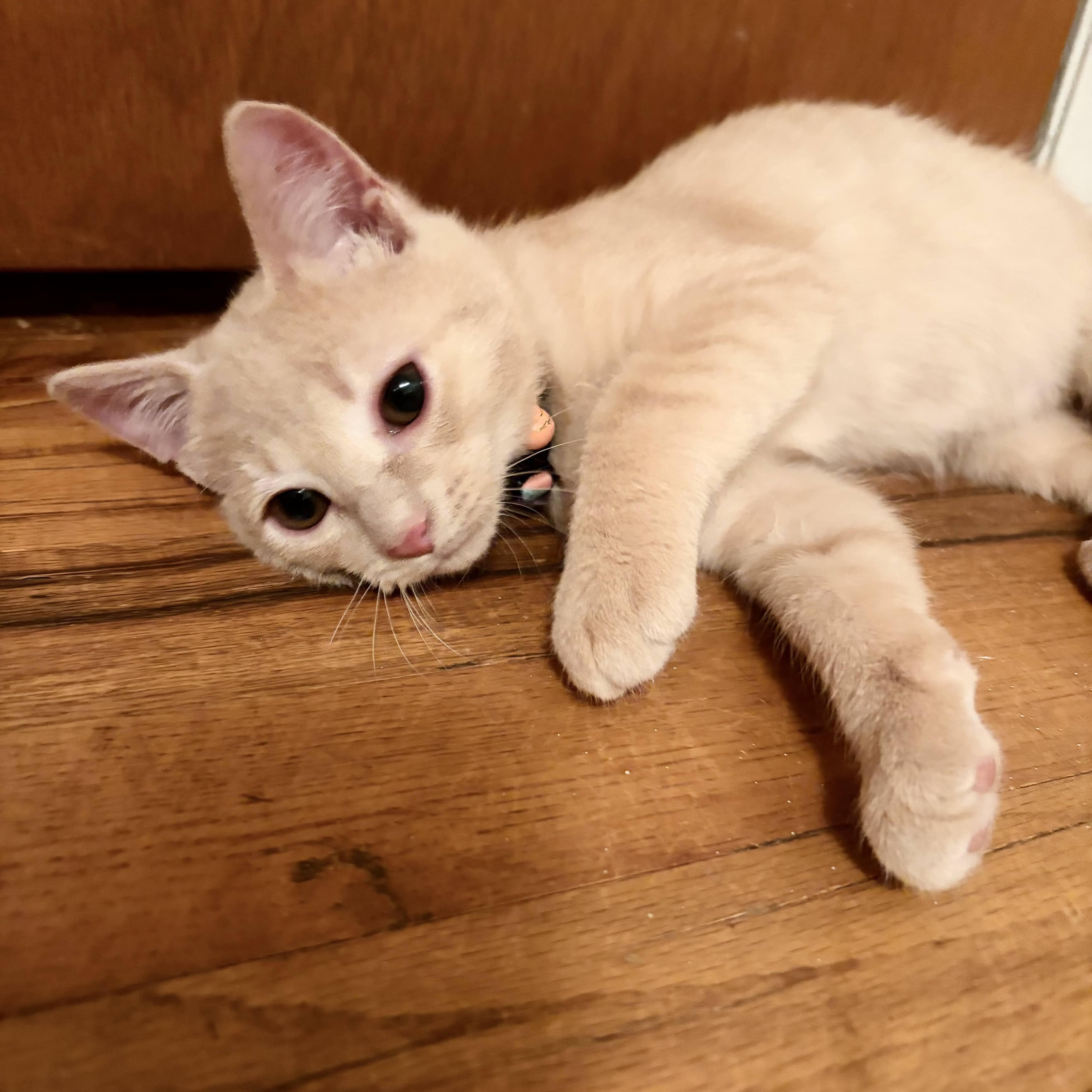 Enlarge Zayn, a Adoptable Domestic Short Hair in Royal Oak, MI image 3/6
