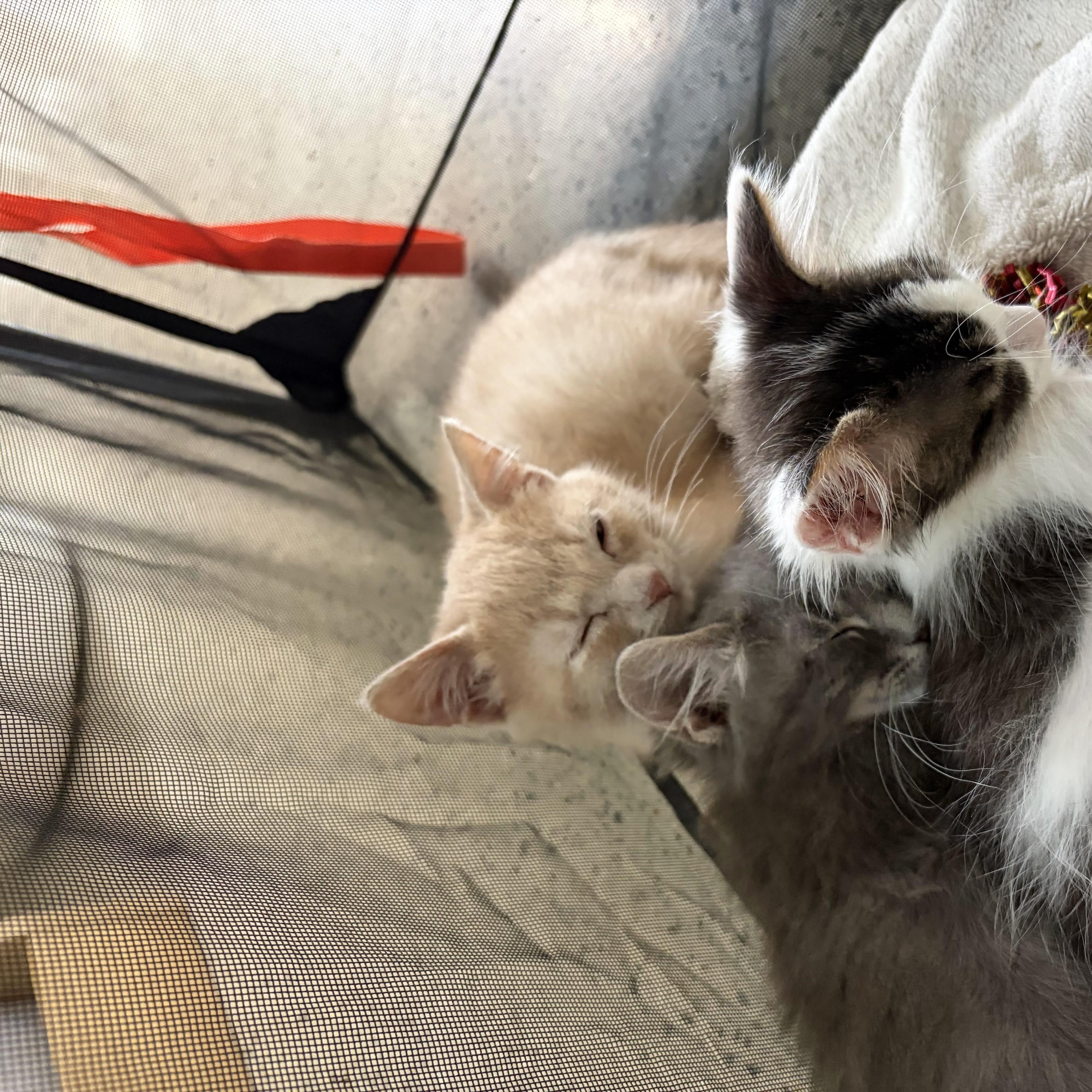 Enlarge Zayn, a Adoptable Domestic Short Hair in Royal Oak, MI image 5/6