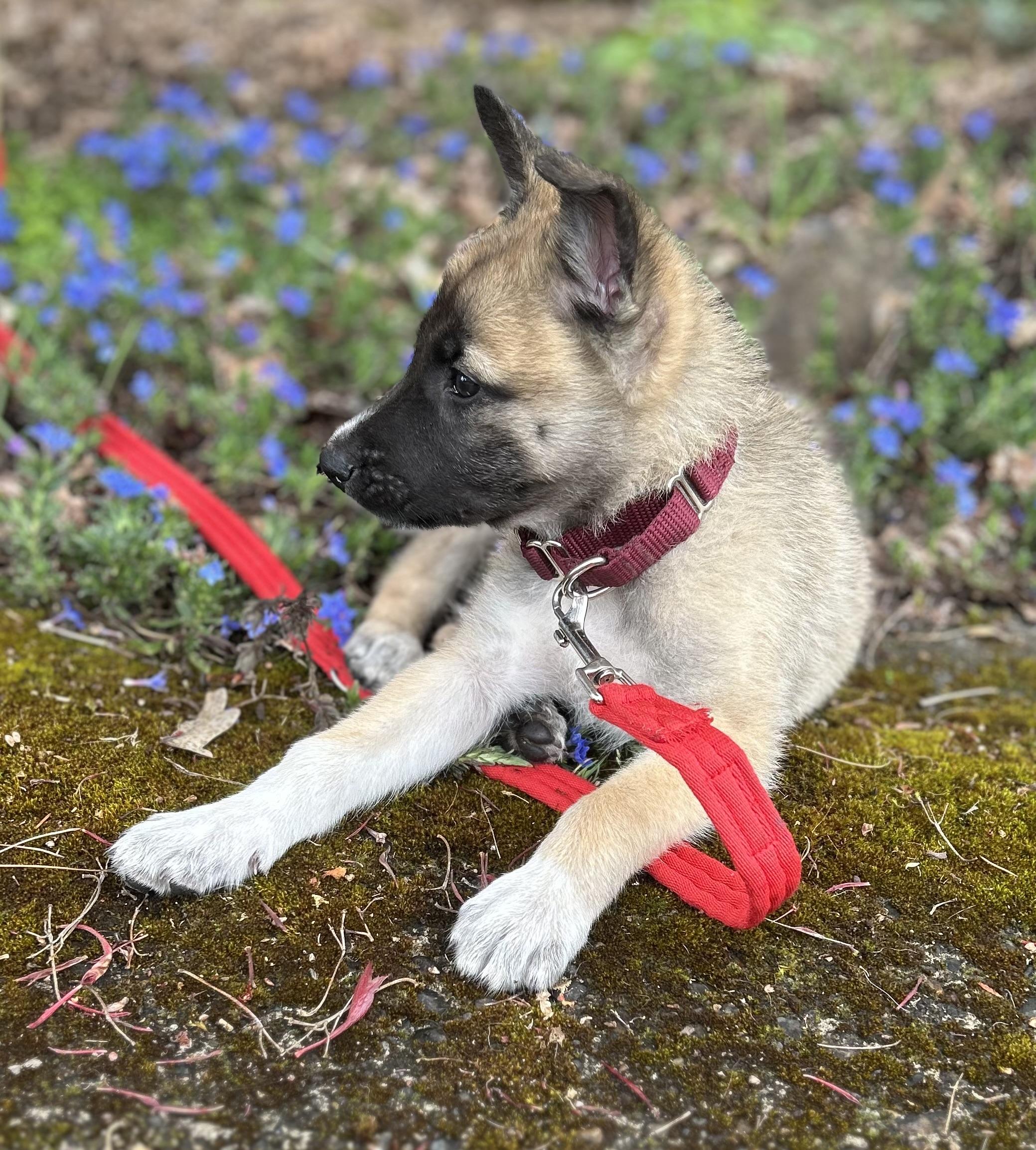 Enlarge Copper, an adopted mixed breed in Tigard, OR image 2/5