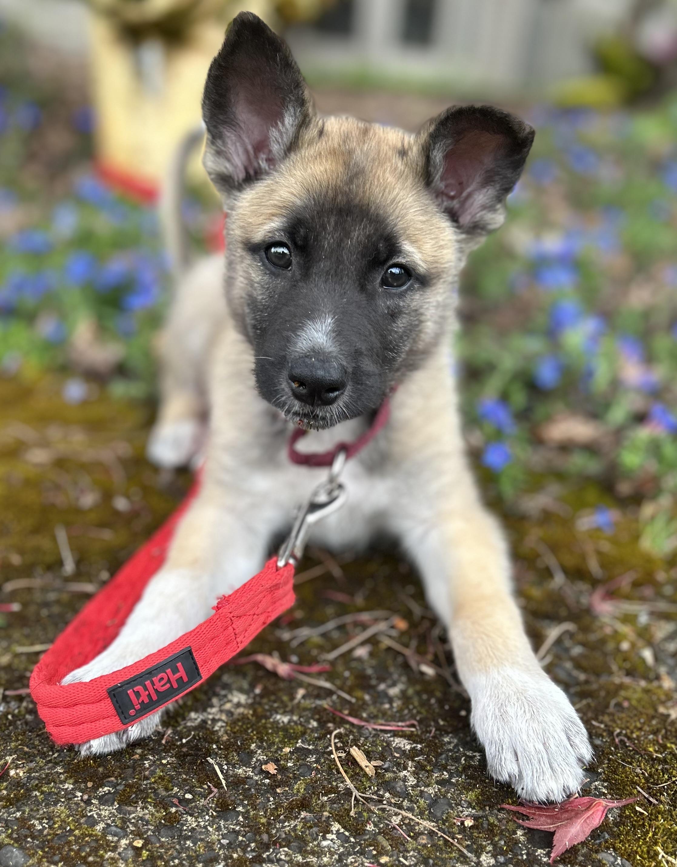 Enlarge Copper, an adopted mixed breed in Tigard, OR image 1/5