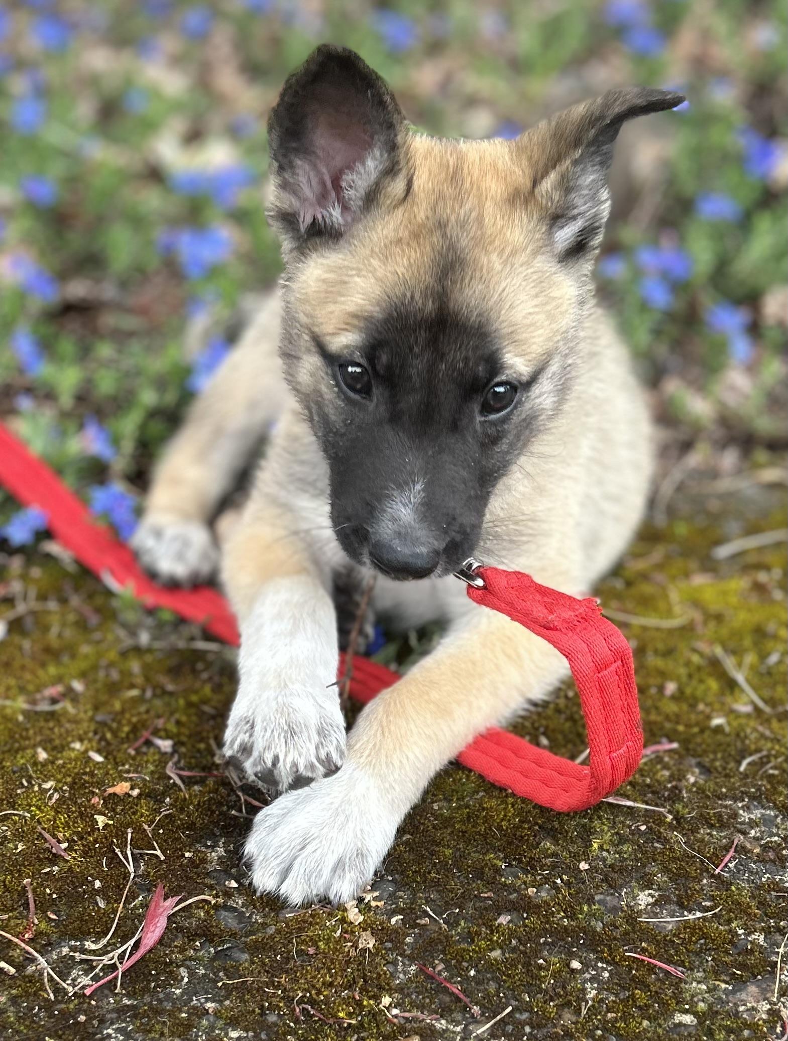 Enlarge Copper, an adopted mixed breed in Tigard, OR image 4/5