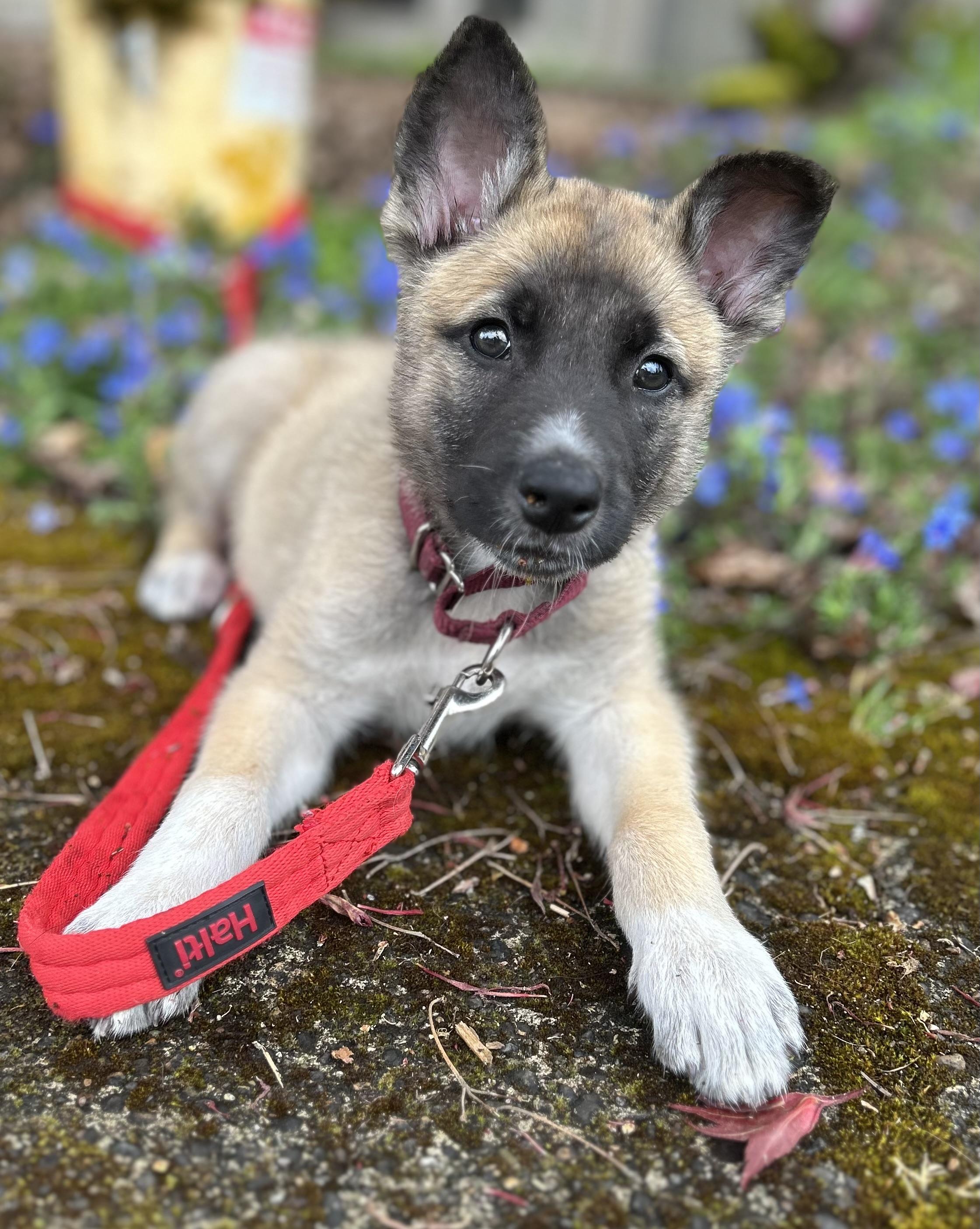 Enlarge Copper, an adopted mixed breed in Tigard, OR image 3/5