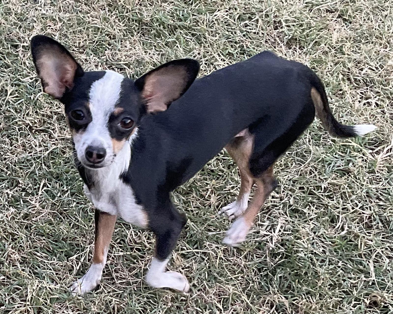 Nutmeg photo 3