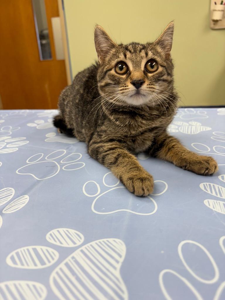 Toto, Adoptable, Young Female Domestic Short Hair.