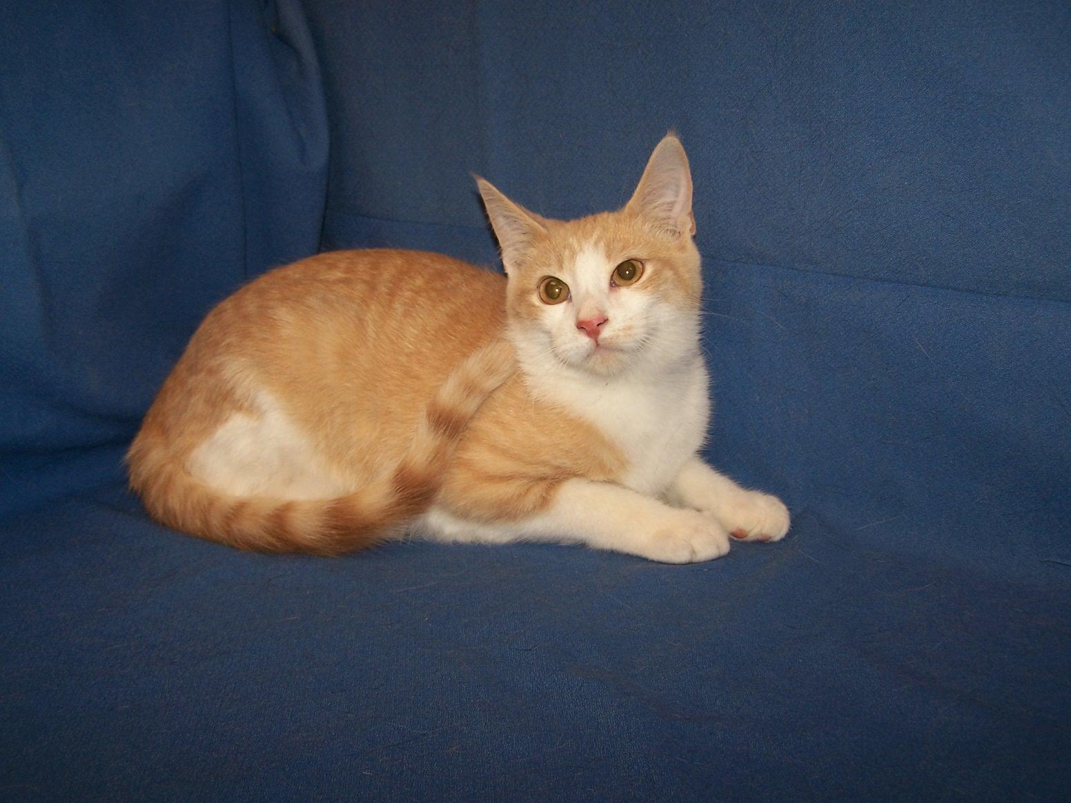 K-CSWY-Blaze, Adoptable, Young Male Domestic Short Hair.