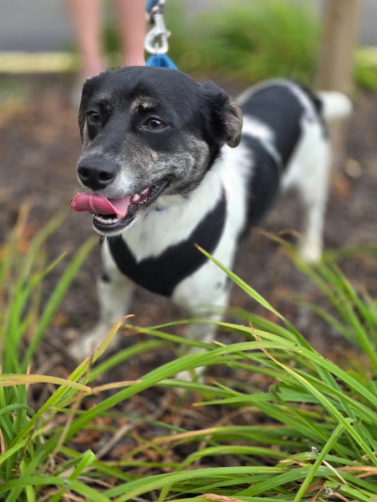Enlarge Freckles, a Adoptable mixed breed in Orland Park, IL image 3/4
