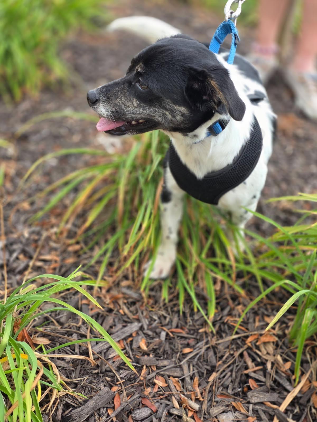 Enlarge Freckles, a Adoptable mixed breed in Orland Park, IL image 2/4