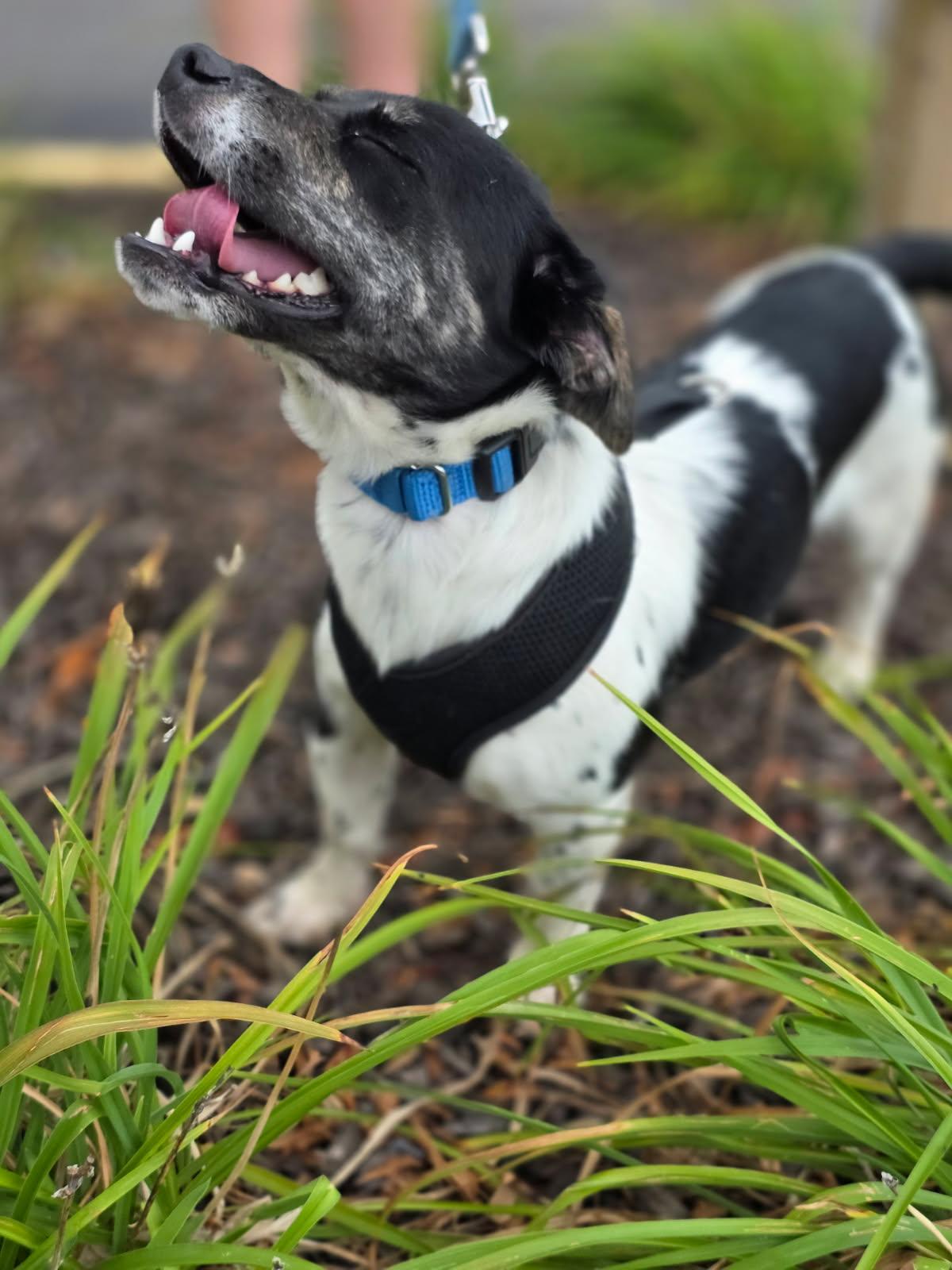 Enlarge Freckles, a Adoptable mixed breed in Orland Park, IL image 4/4