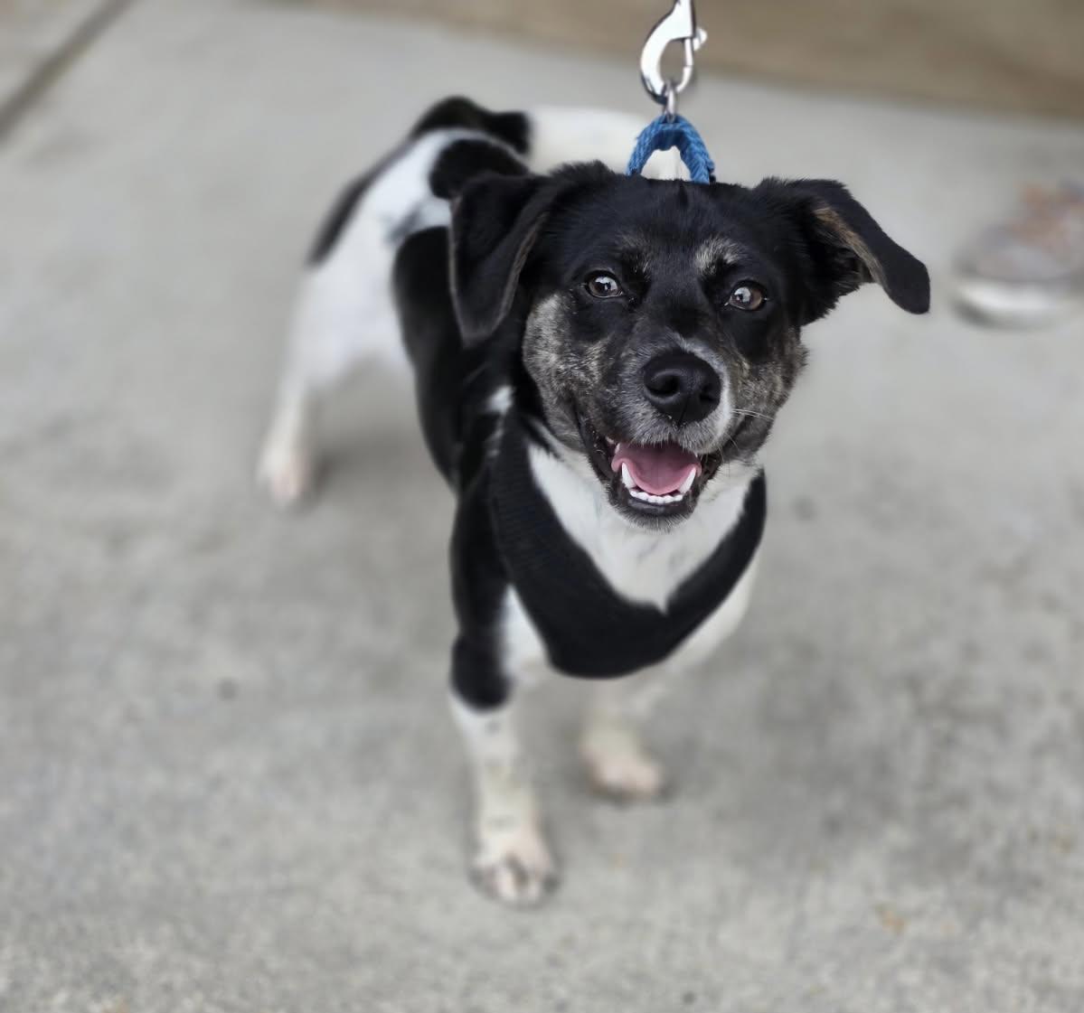 Freckles, Adoptable, Puppy Female Rat Terrier.