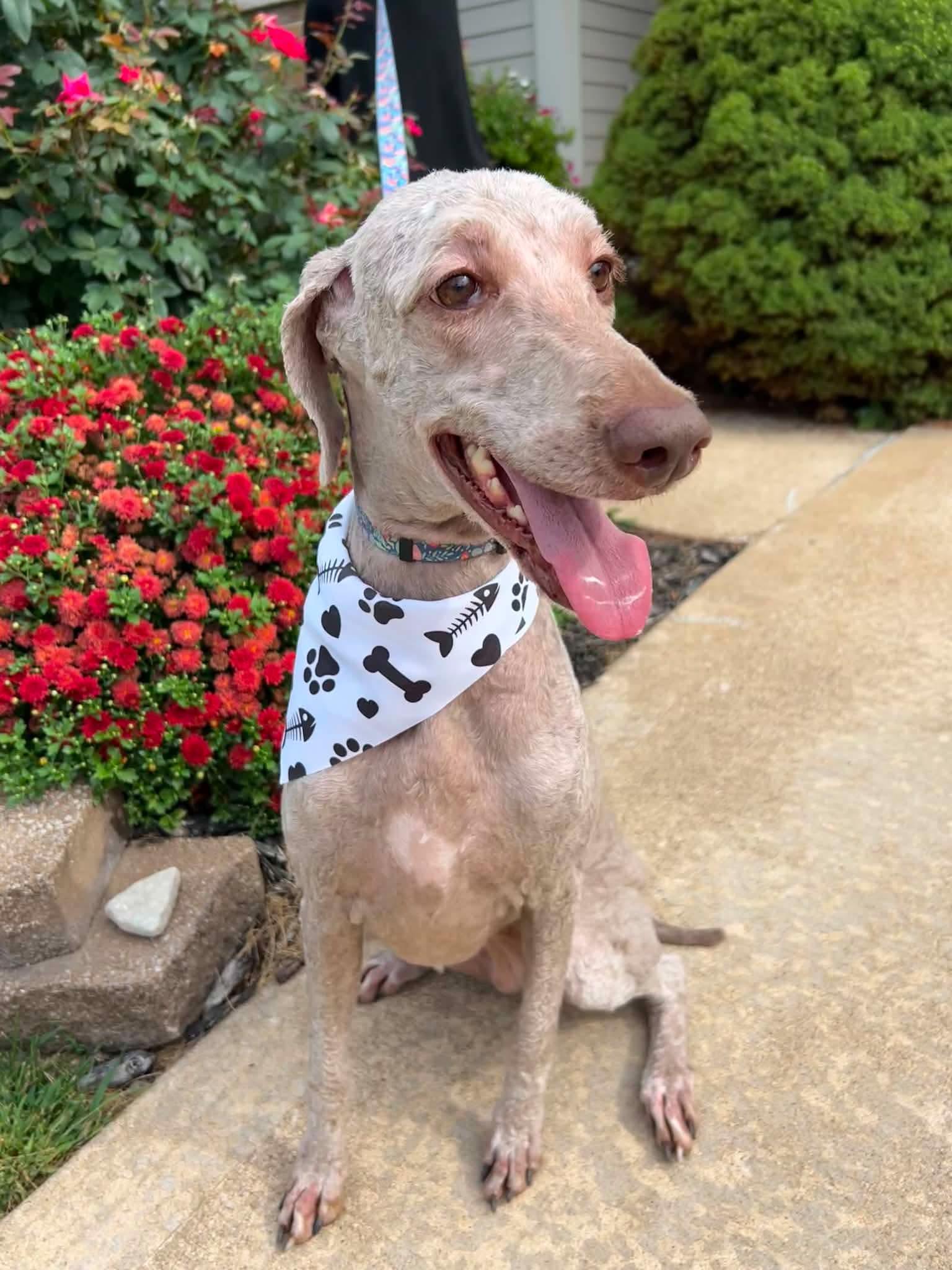Fern, Adoptable, Adult Female Standard Poodle.