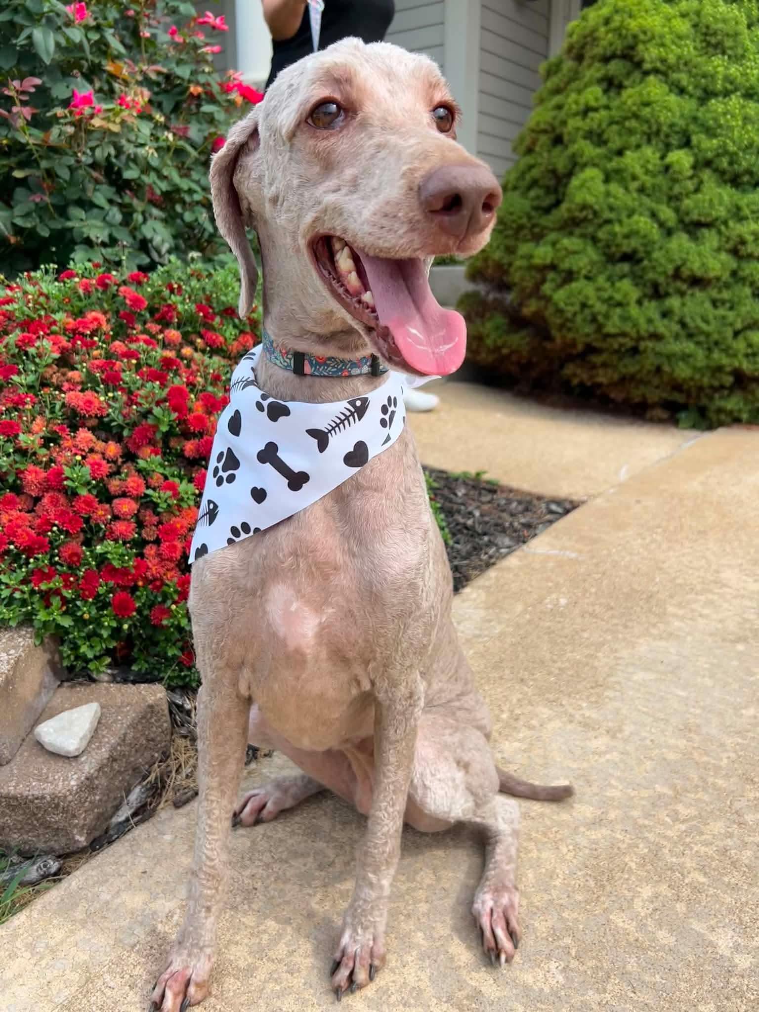 Enlarge Fern, a Adoptable Standard Poodle in O'Fallon, MO image 3/3
