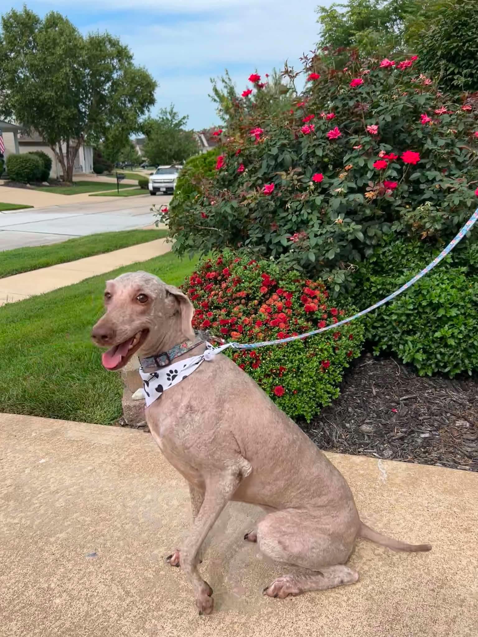 Enlarge Fern, a Adoptable Standard Poodle in O'Fallon, MO image 2/3