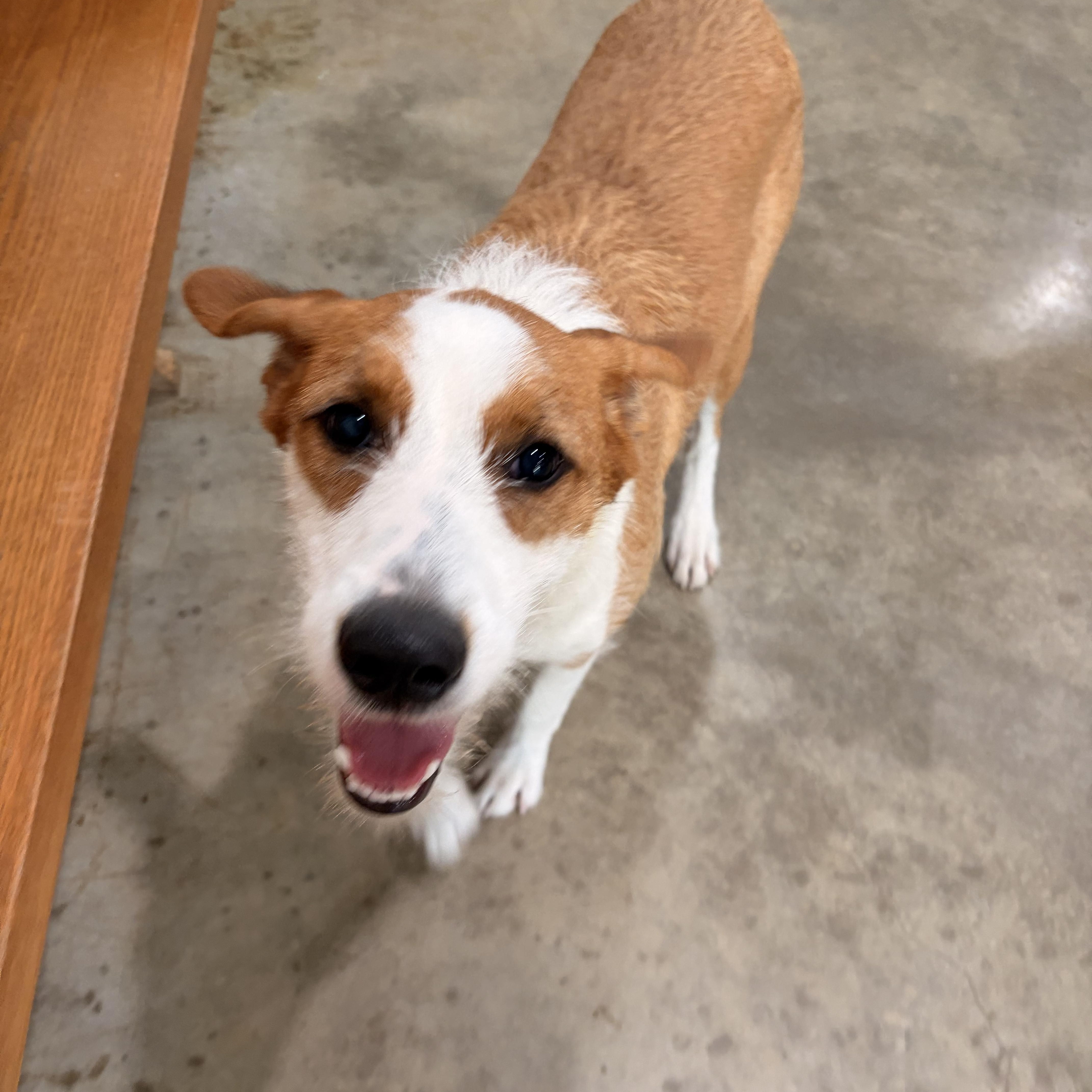Enlarge Sadie, a Adoptable mixed breed in Melbourne, AR image 2/4