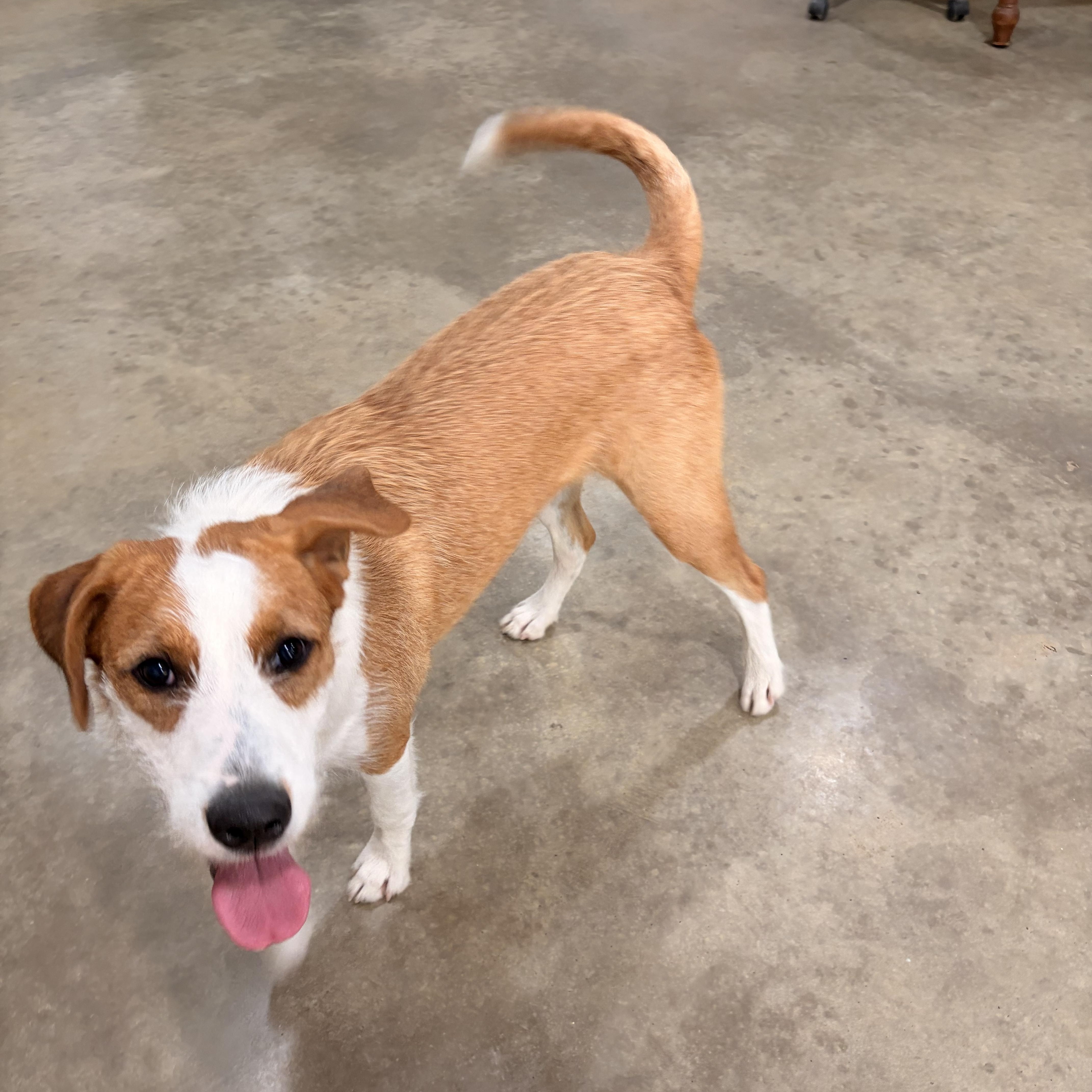 Enlarge Sadie, a Adoptable mixed breed in Melbourne, AR image 1/4