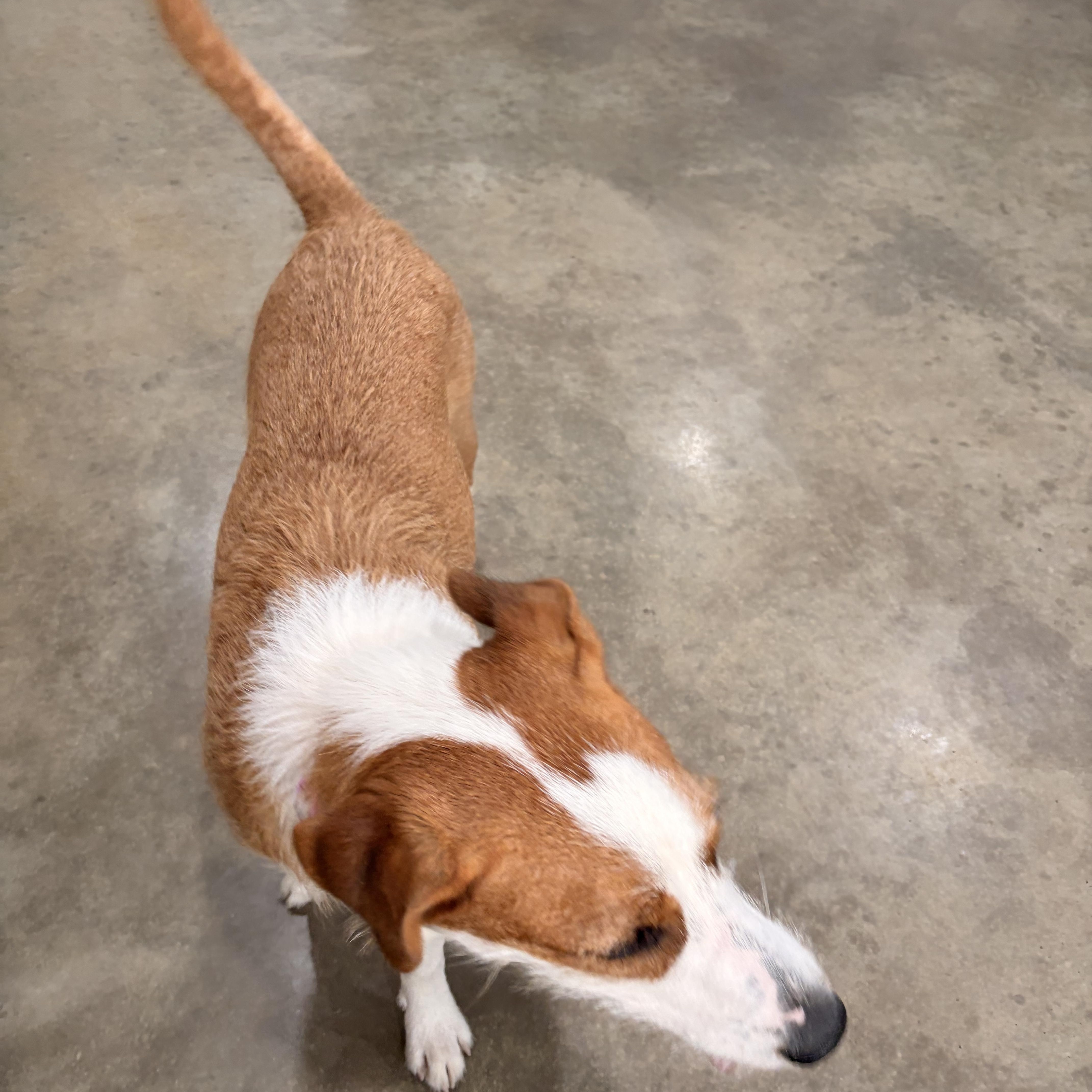 Enlarge Sadie, a Adoptable mixed breed in Melbourne, AR image 4/4