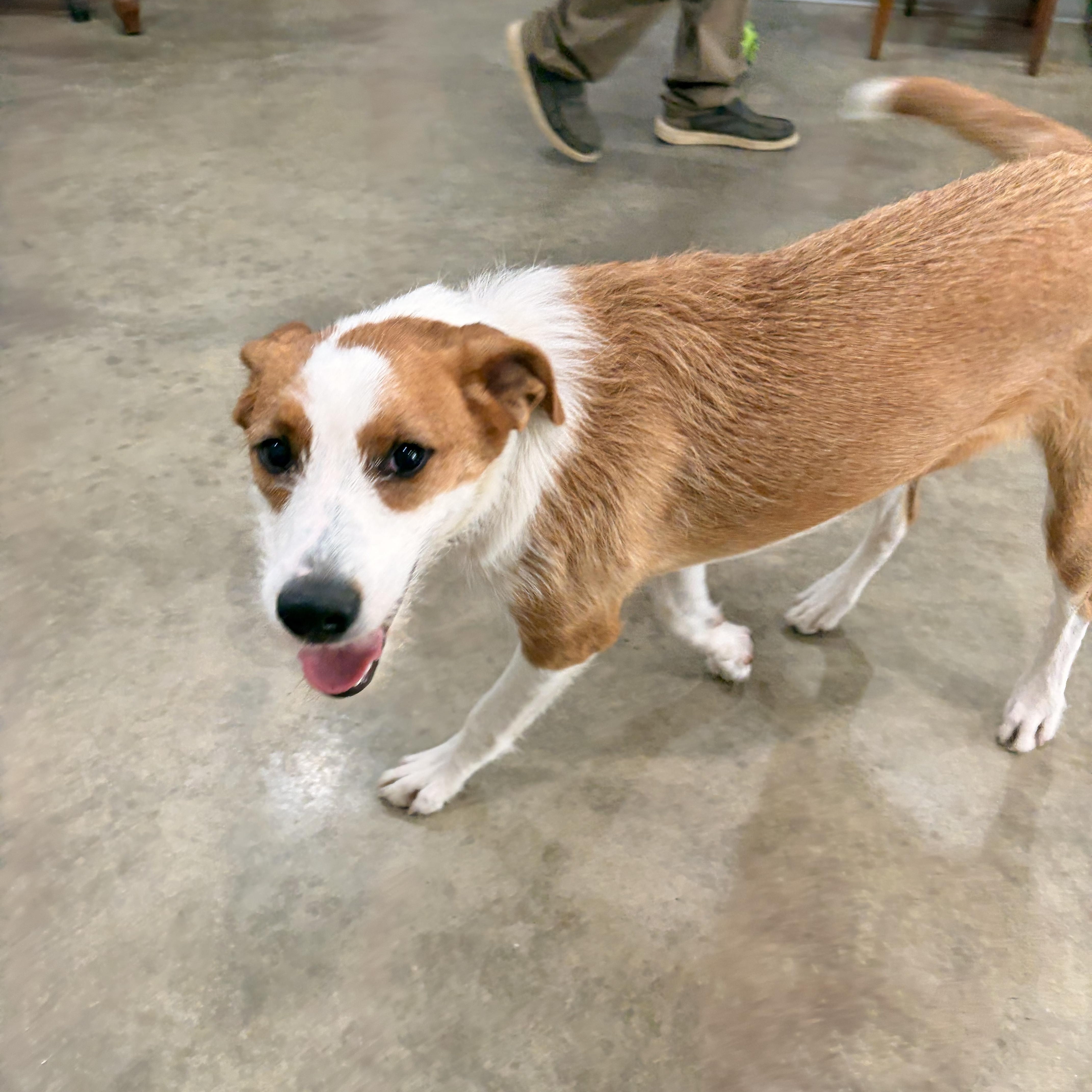 Enlarge Sadie, a Adoptable mixed breed in Melbourne, AR image 3/4
