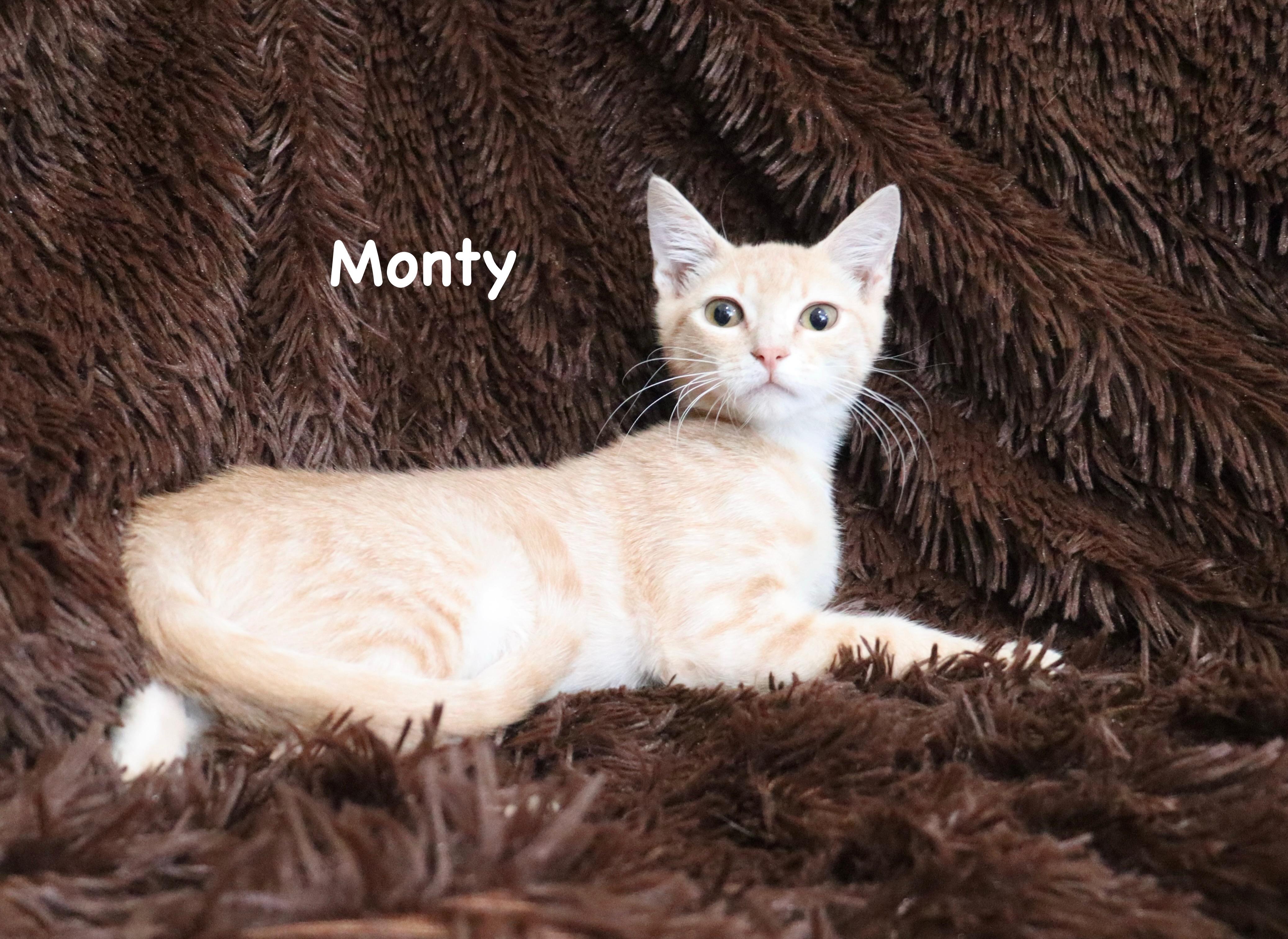 Monty