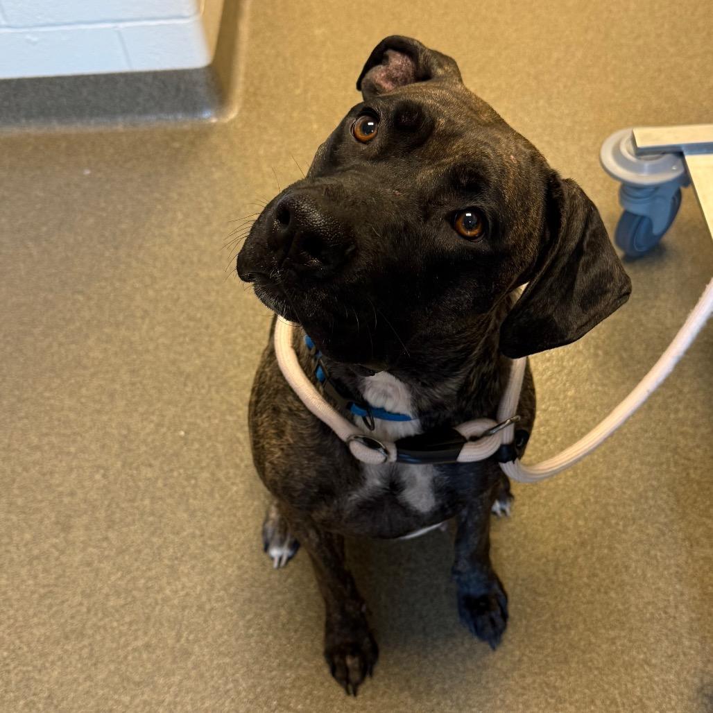 Enlarge Hesta, a Adoptable mixed breed in Council Bluffs, IA image 1/6