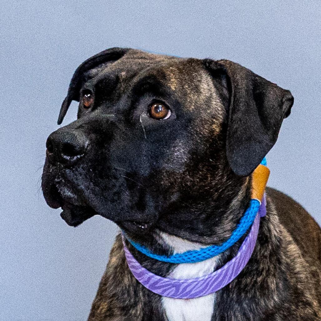 Enlarge Hesta, a Adoptable mixed breed in Council Bluffs, IA image 2/6