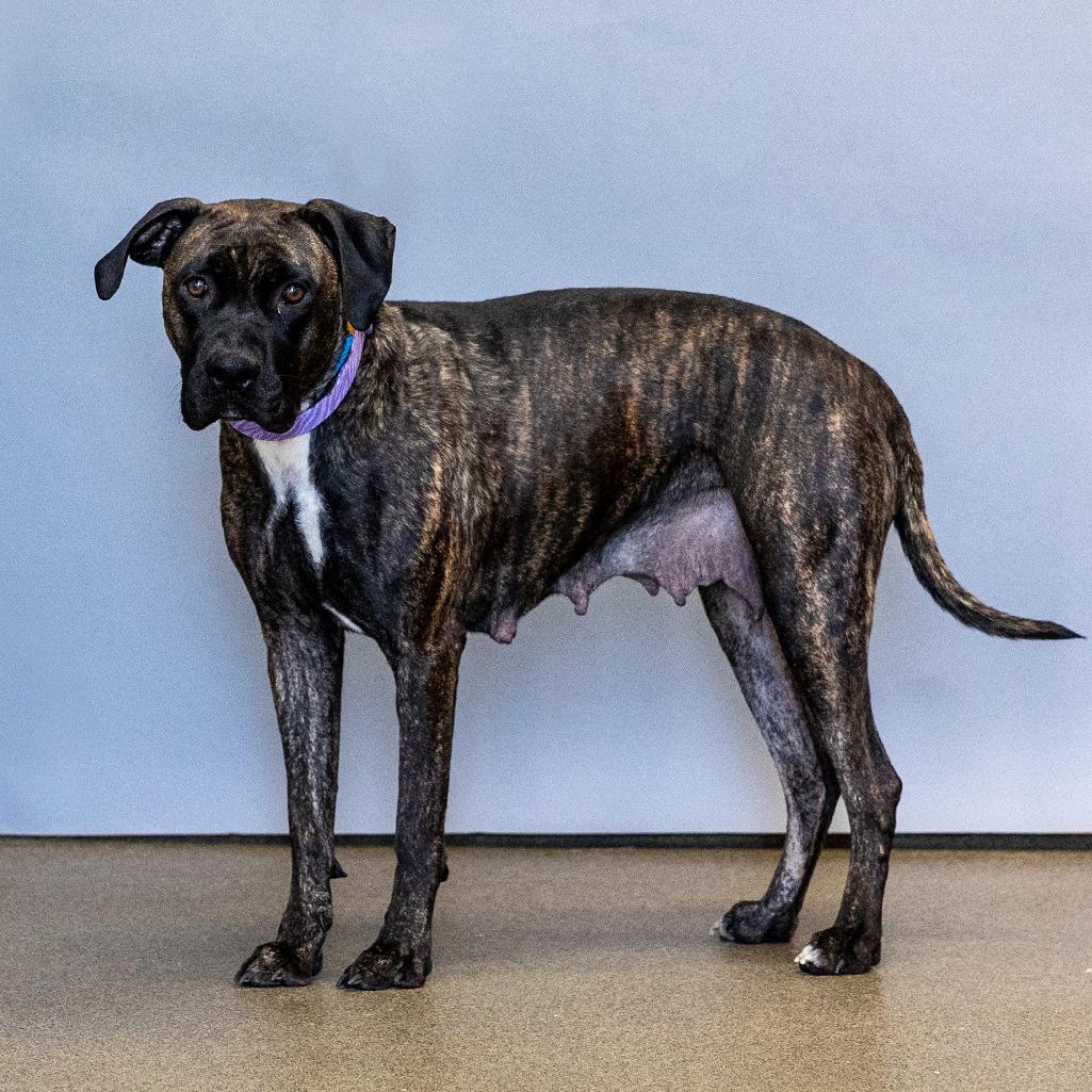 Enlarge Hesta, a Adoptable mixed breed in Council Bluffs, IA image 3/6