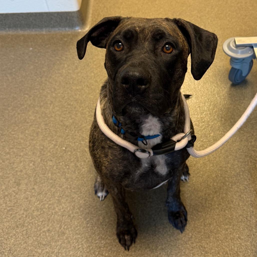 Enlarge Hesta, a Adoptable mixed breed in Council Bluffs, IA image 4/6