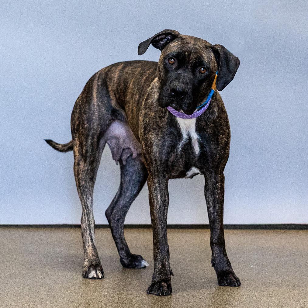 Enlarge Hesta, a Adoptable mixed breed in Council Bluffs, IA image 6/6
