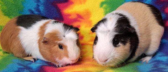 Nugget, ADOPTABLE, Adult Male Guinea Pig.