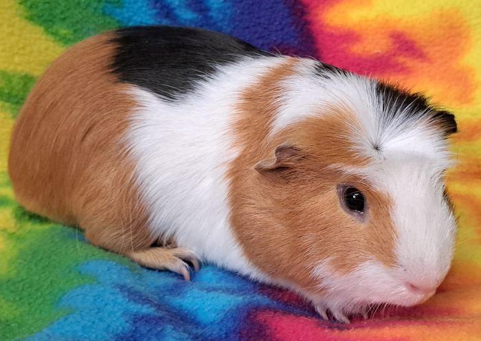 Enlarge Nugget, a ADOPTABLE Guinea Pig in Gary, IN image 3/3