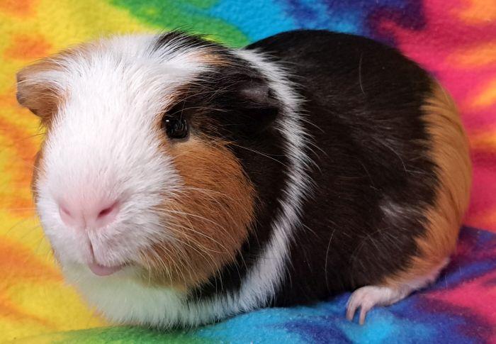Enlarge Nugget, a ADOPTABLE Guinea Pig in Gary, IN image 2/3