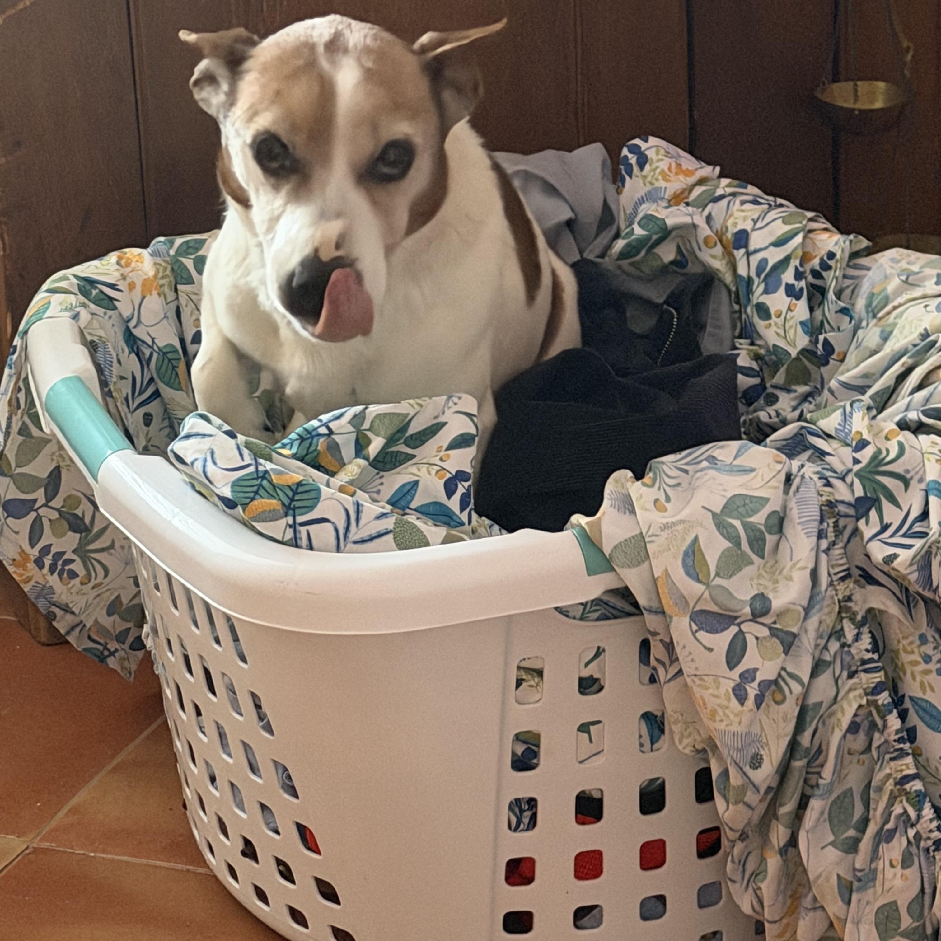 Enlarge Aspen, an adopted Jack Russell Terrier in POTOMAC, MD image 1/5