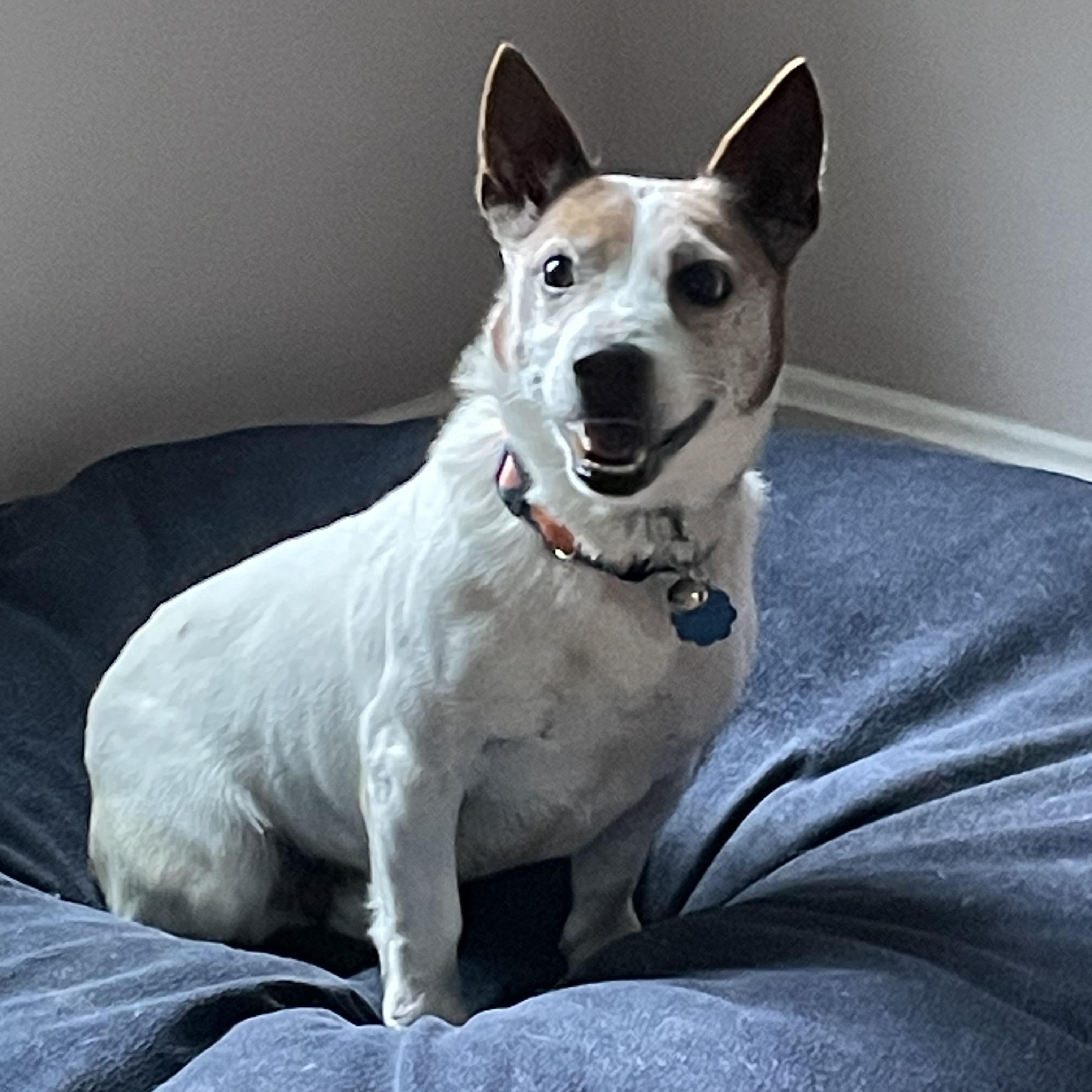 Enlarge Aspen, an adopted Jack Russell Terrier in POTOMAC, MD image 3/5