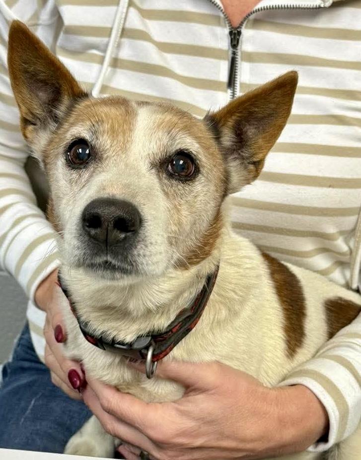 Enlarge Aspen, an adopted Jack Russell Terrier in POTOMAC, MD image 5/5