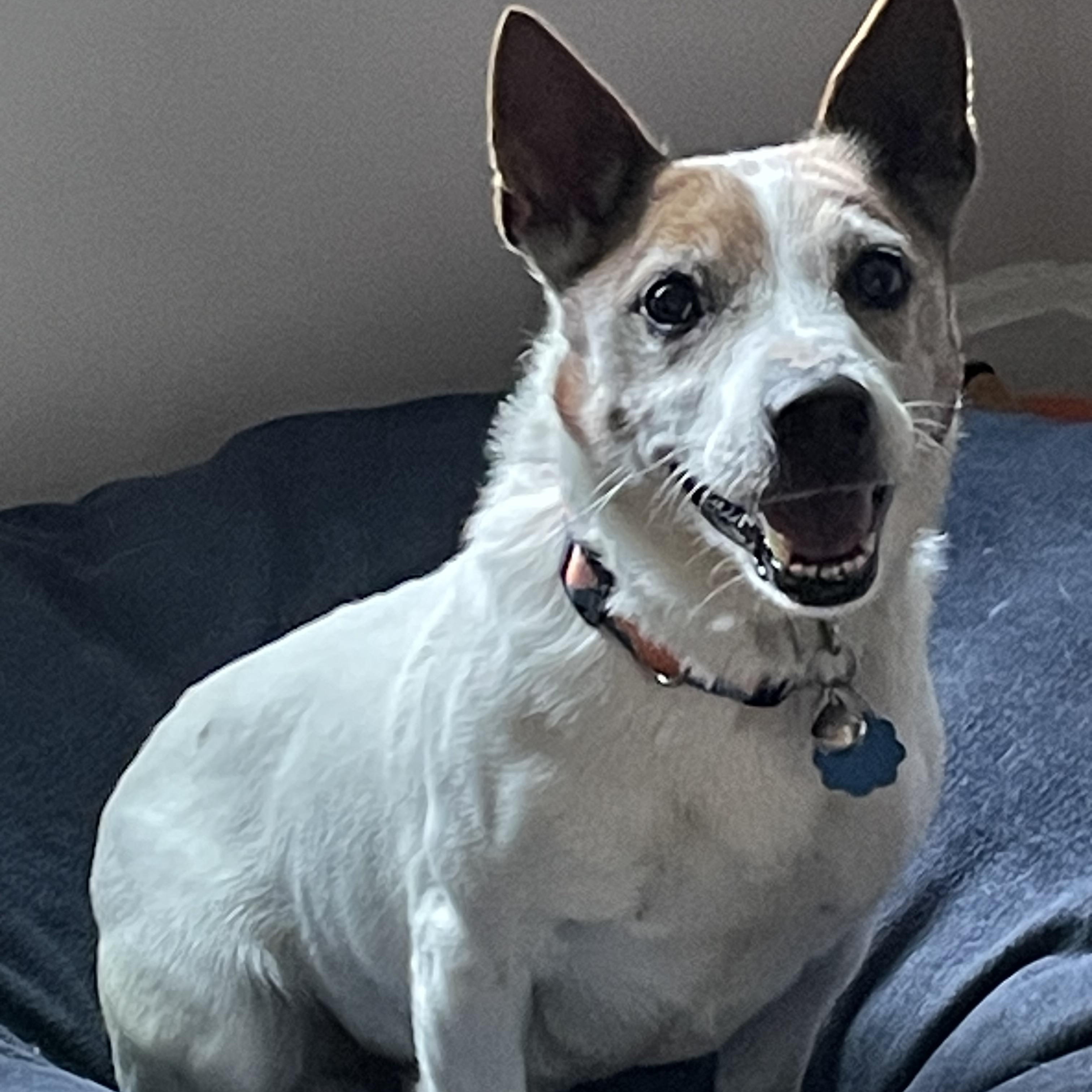 Enlarge Aspen, an adopted Jack Russell Terrier in POTOMAC, MD image 4/5