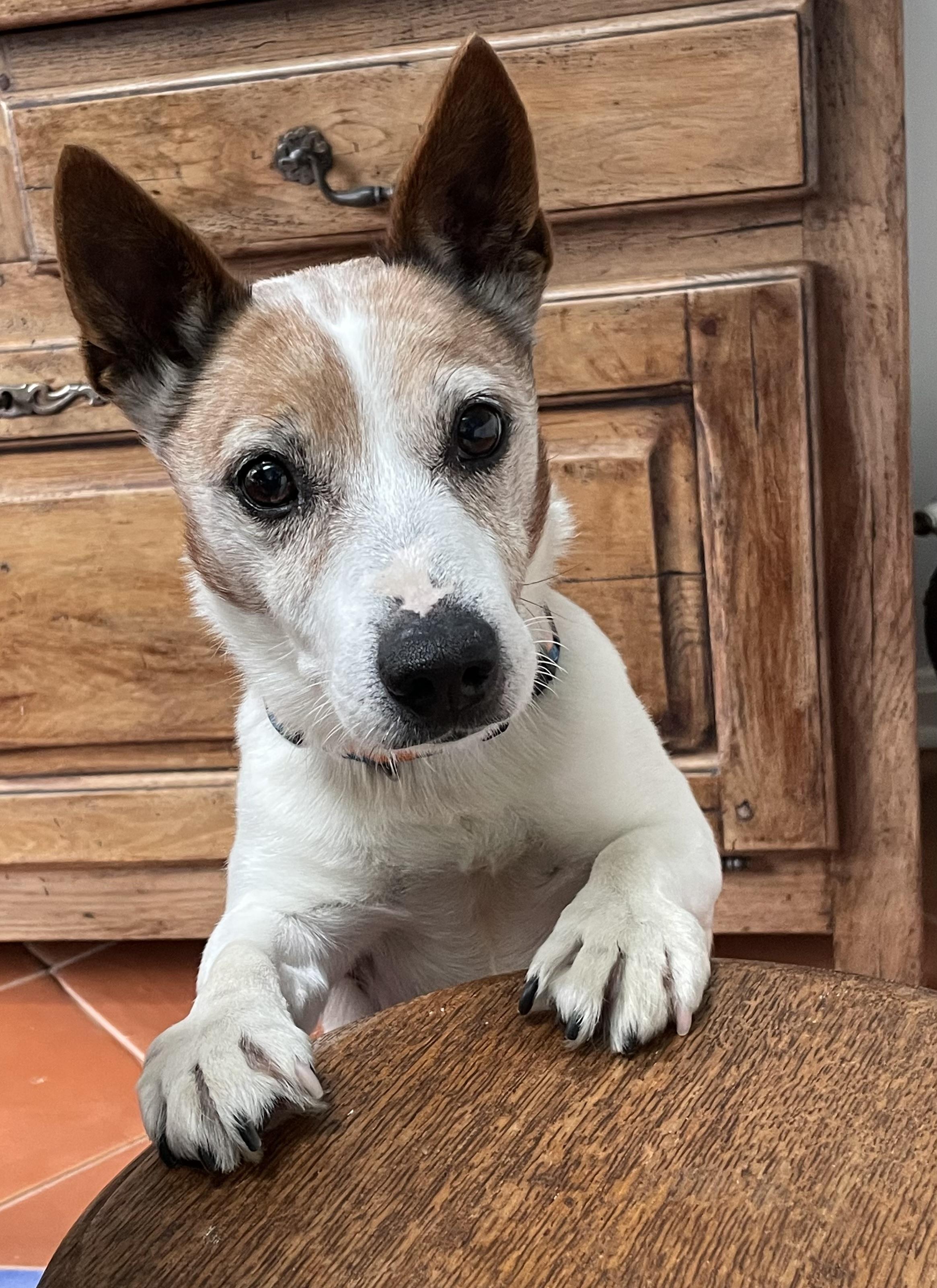 Enlarge Aspen, an adopted Jack Russell Terrier in POTOMAC, MD image 2/5