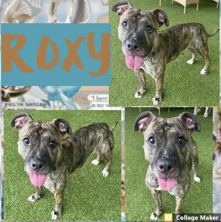 Roxy, ADOPTABLE, Adult Female Terrier & Pit Bull Terrier.